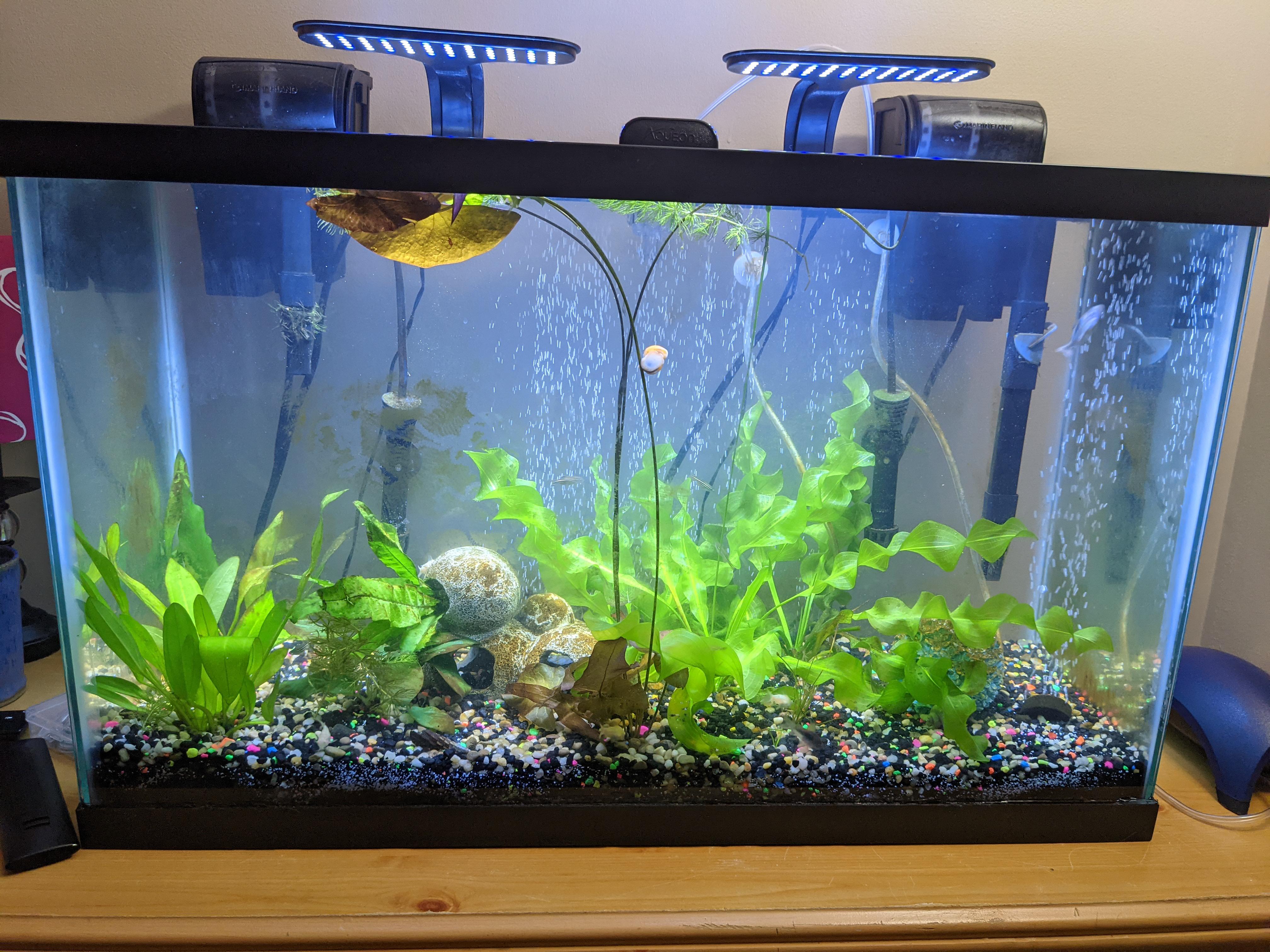 30 Gallon Breeder Aquarium