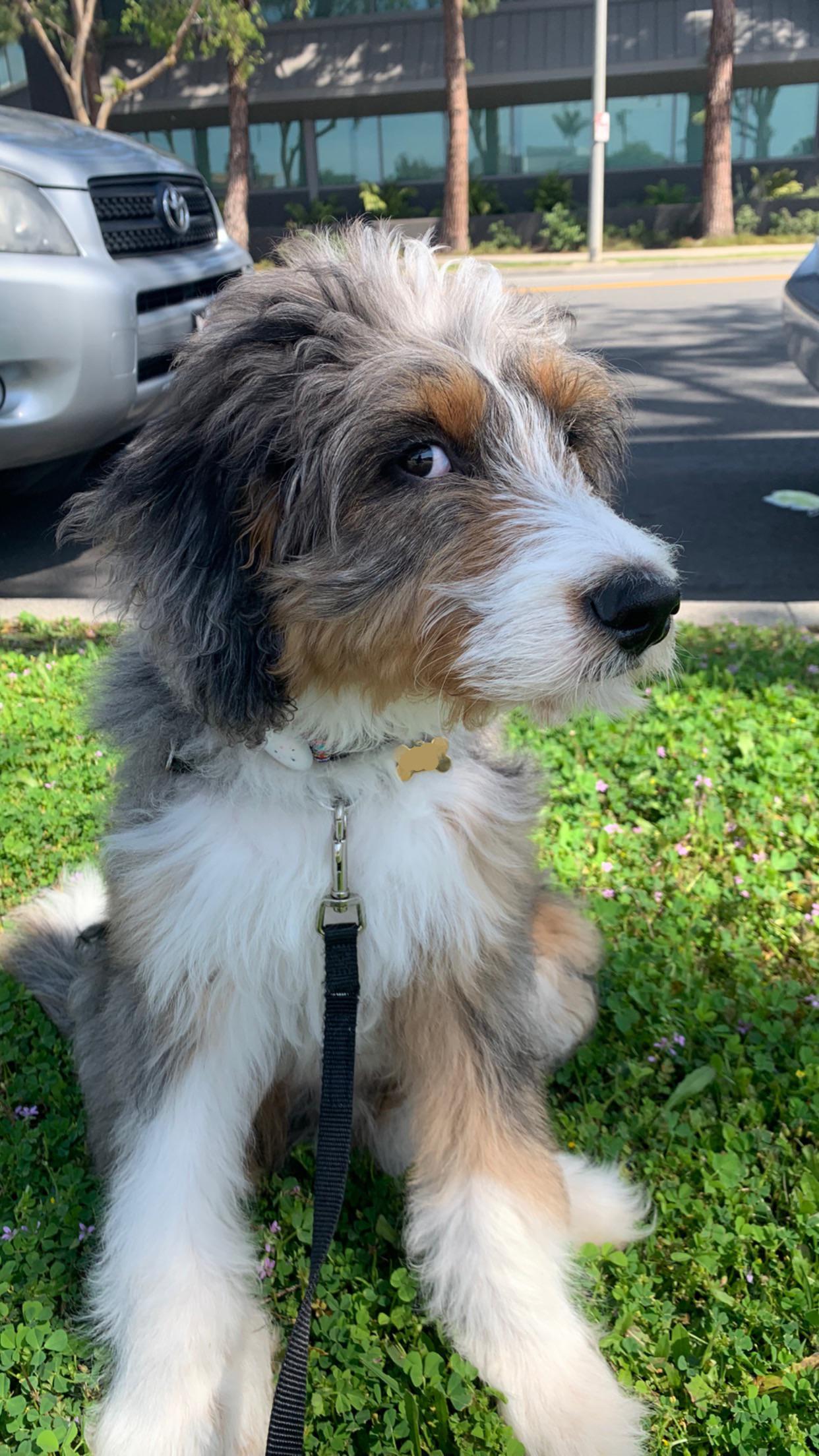 anyone else’s bernedoodle a master of the side eye 👀 r/Bernedoodles