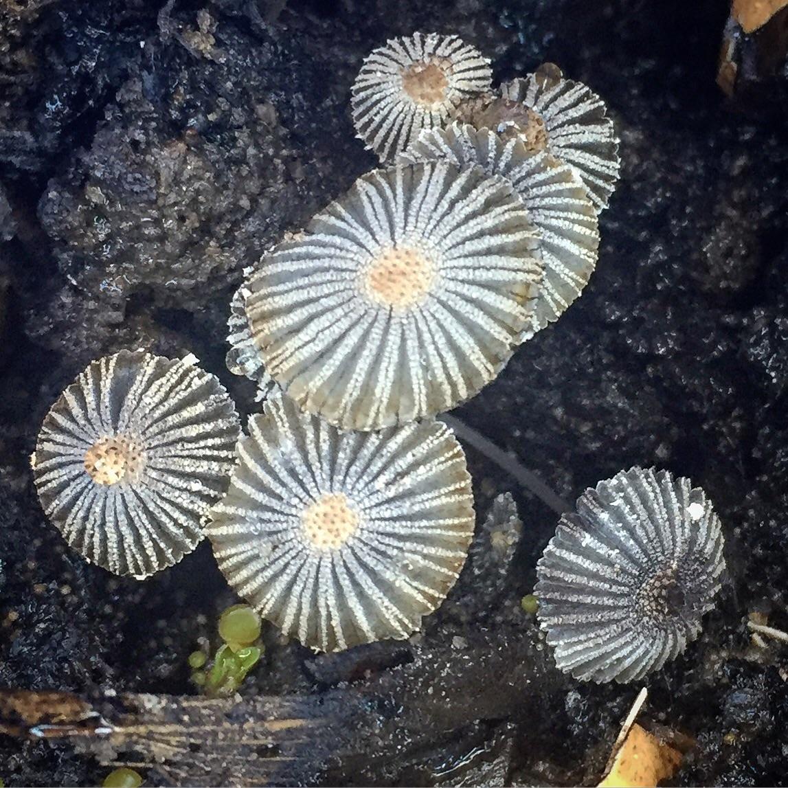 Compost mushrooms r/gardening