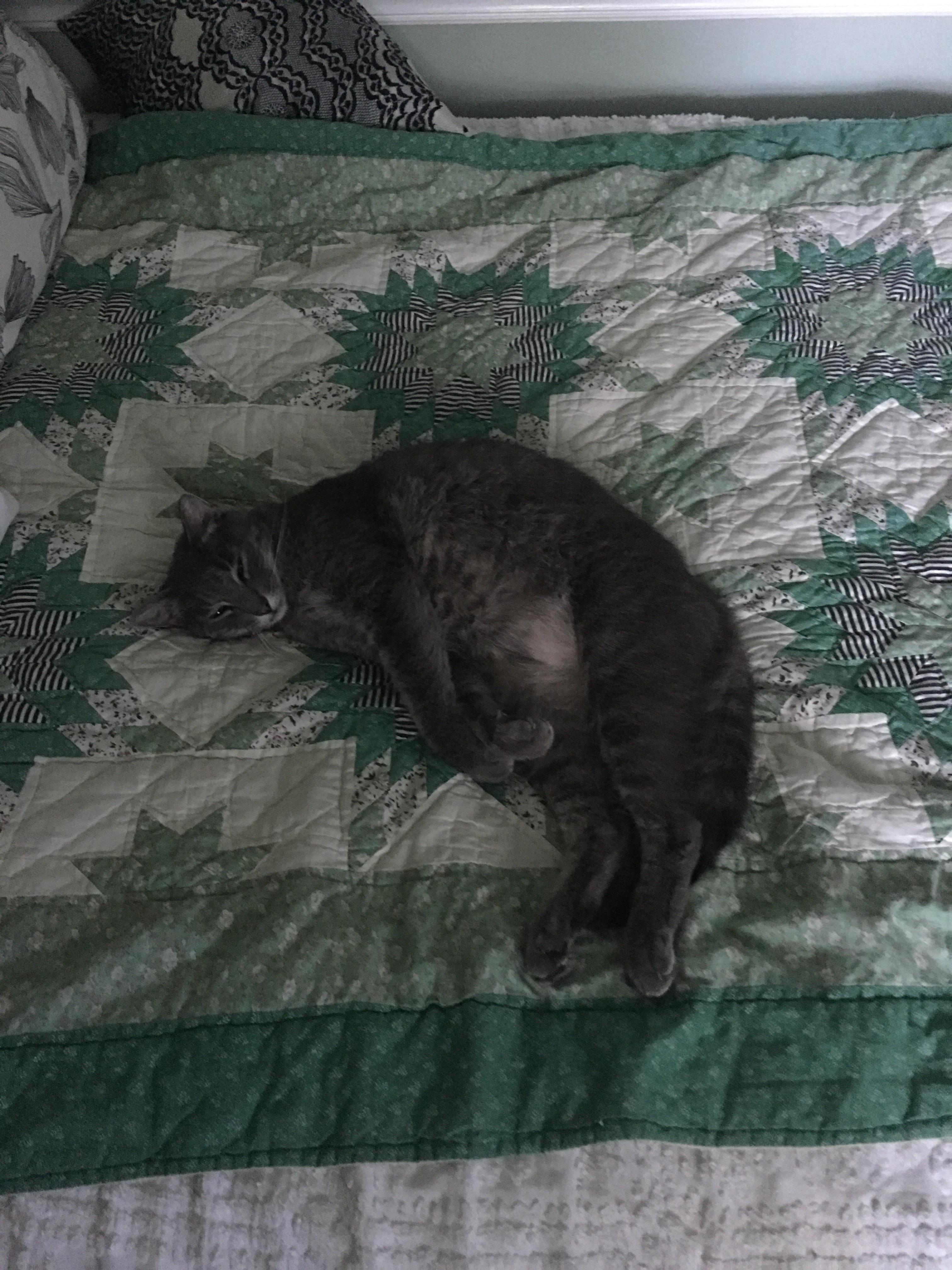 So this cat shows up at our house. We have no idea where she came from. One day, we leave the