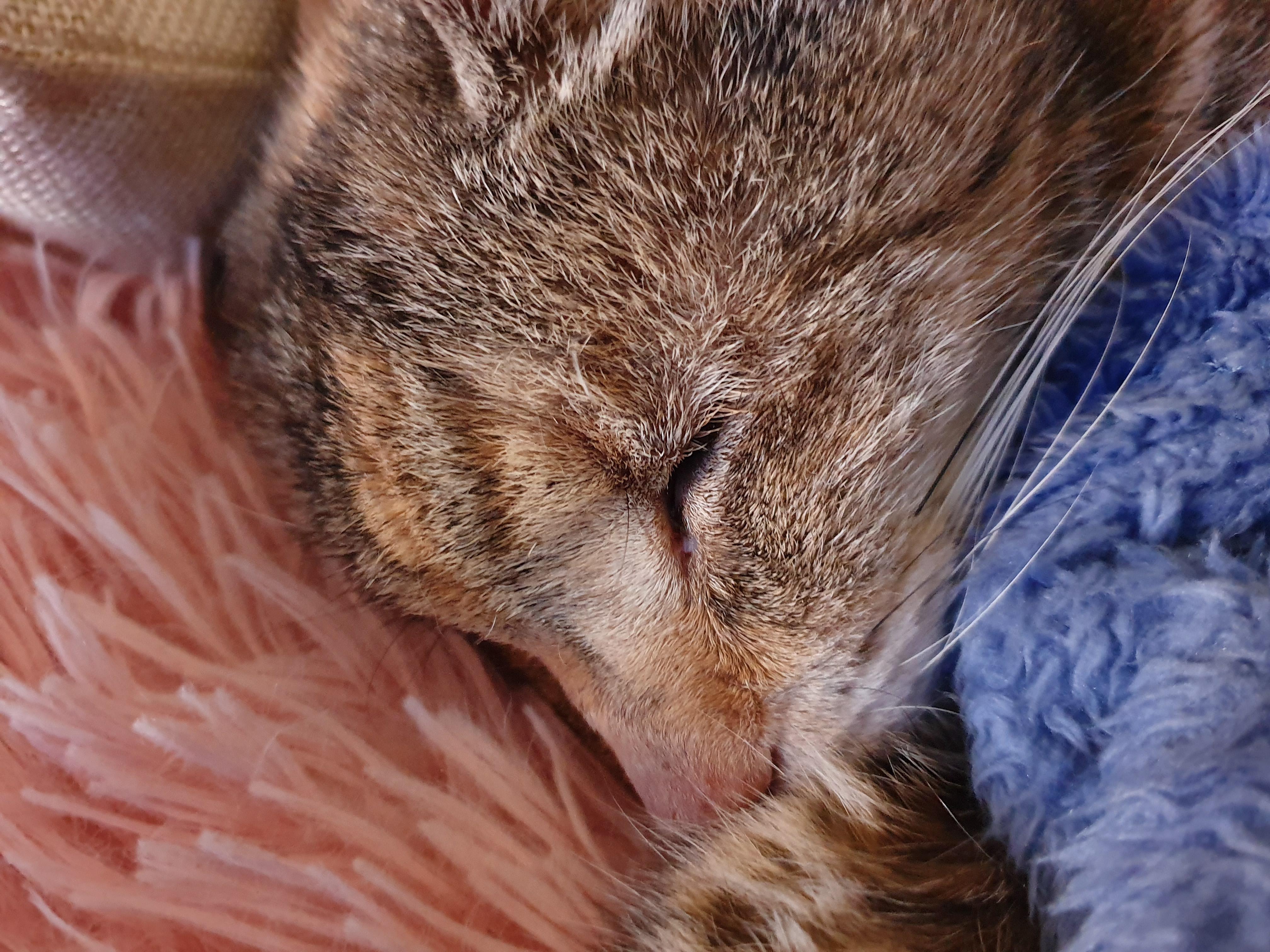 My cute 17 year old cat r/aww