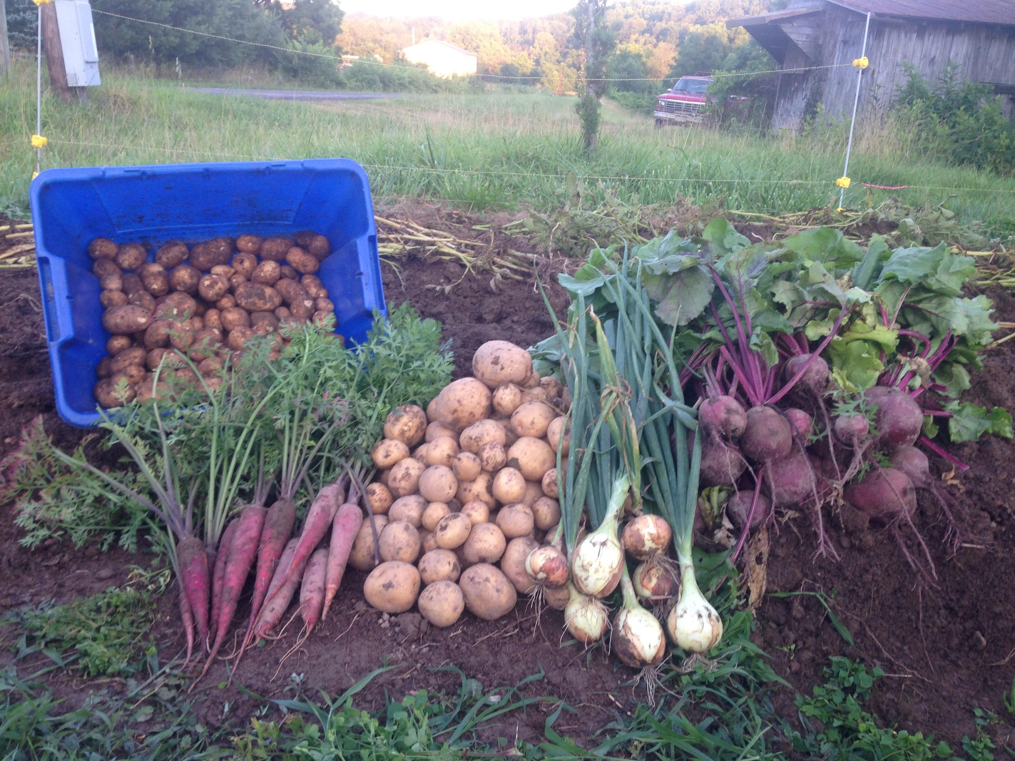 Best carrots I've ever grown! Zone 6a. OH r/gardening