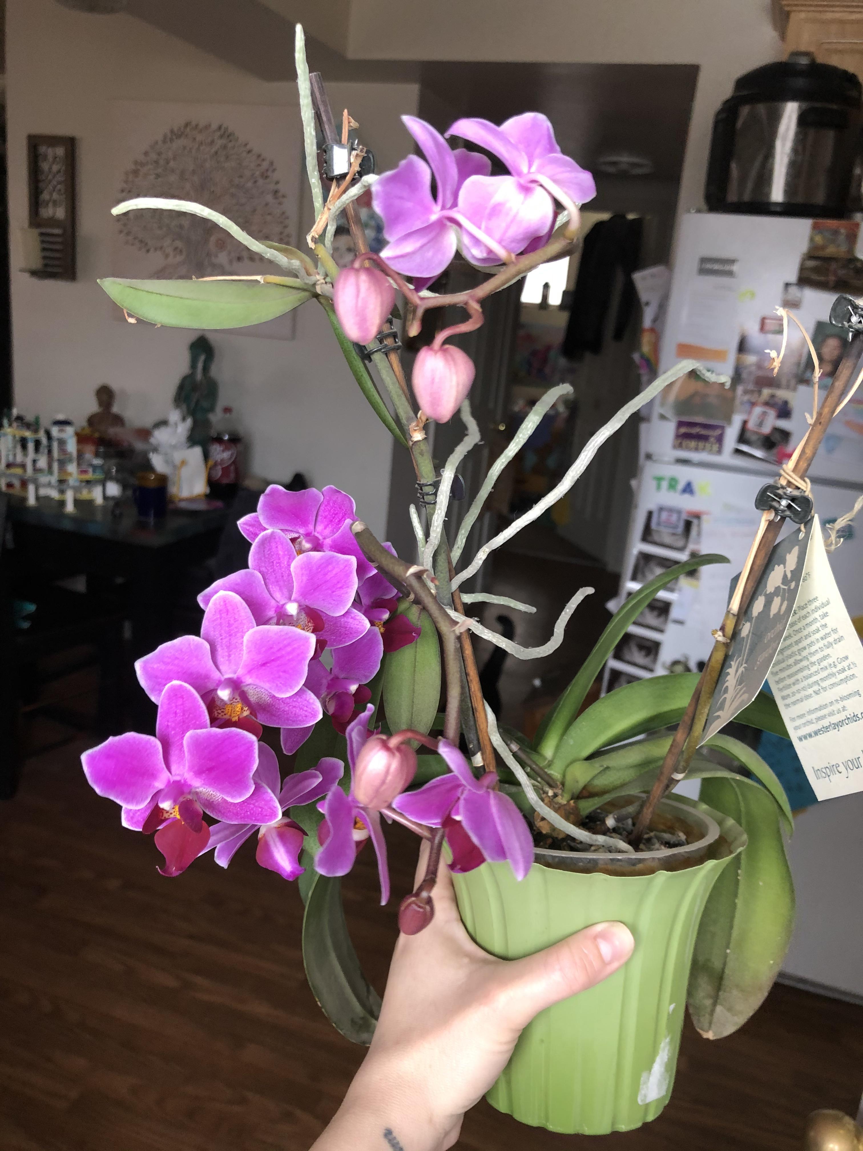 I got this orchid back in 2017 for a housewarming gift. This is the