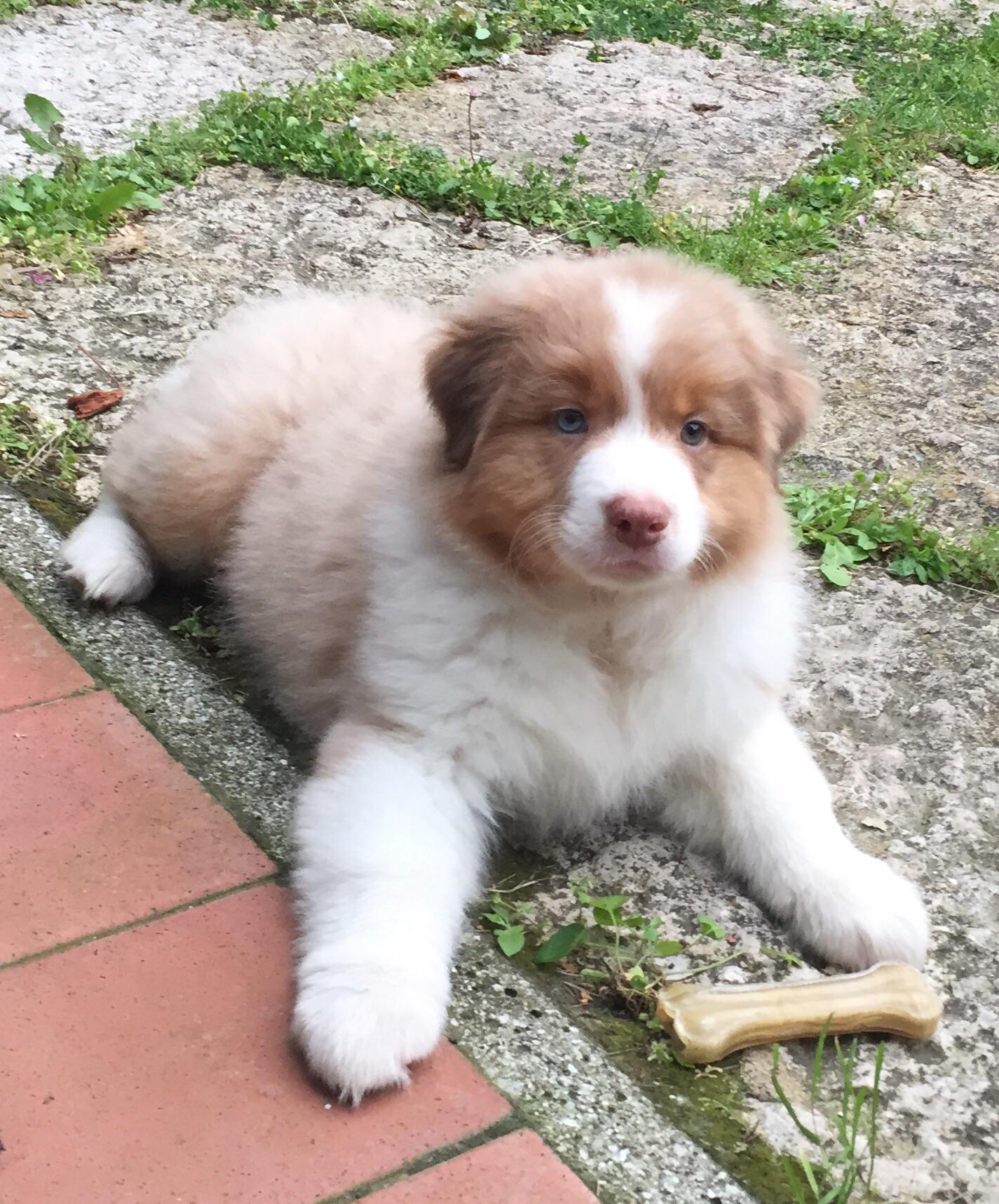 Are All Australian Shepherds Fluffy