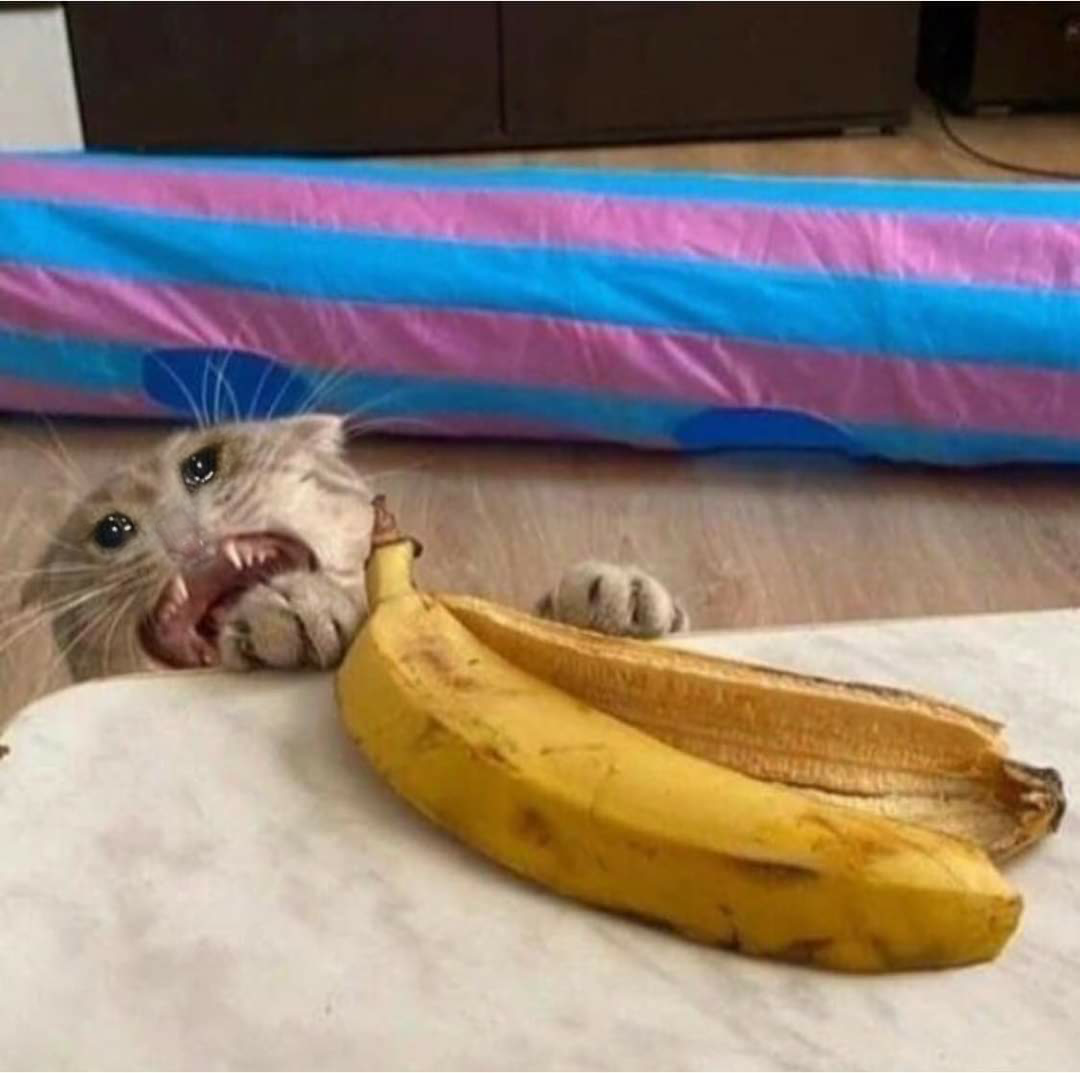 Sad Cat Eww Banana has lost his soul r/sadcats