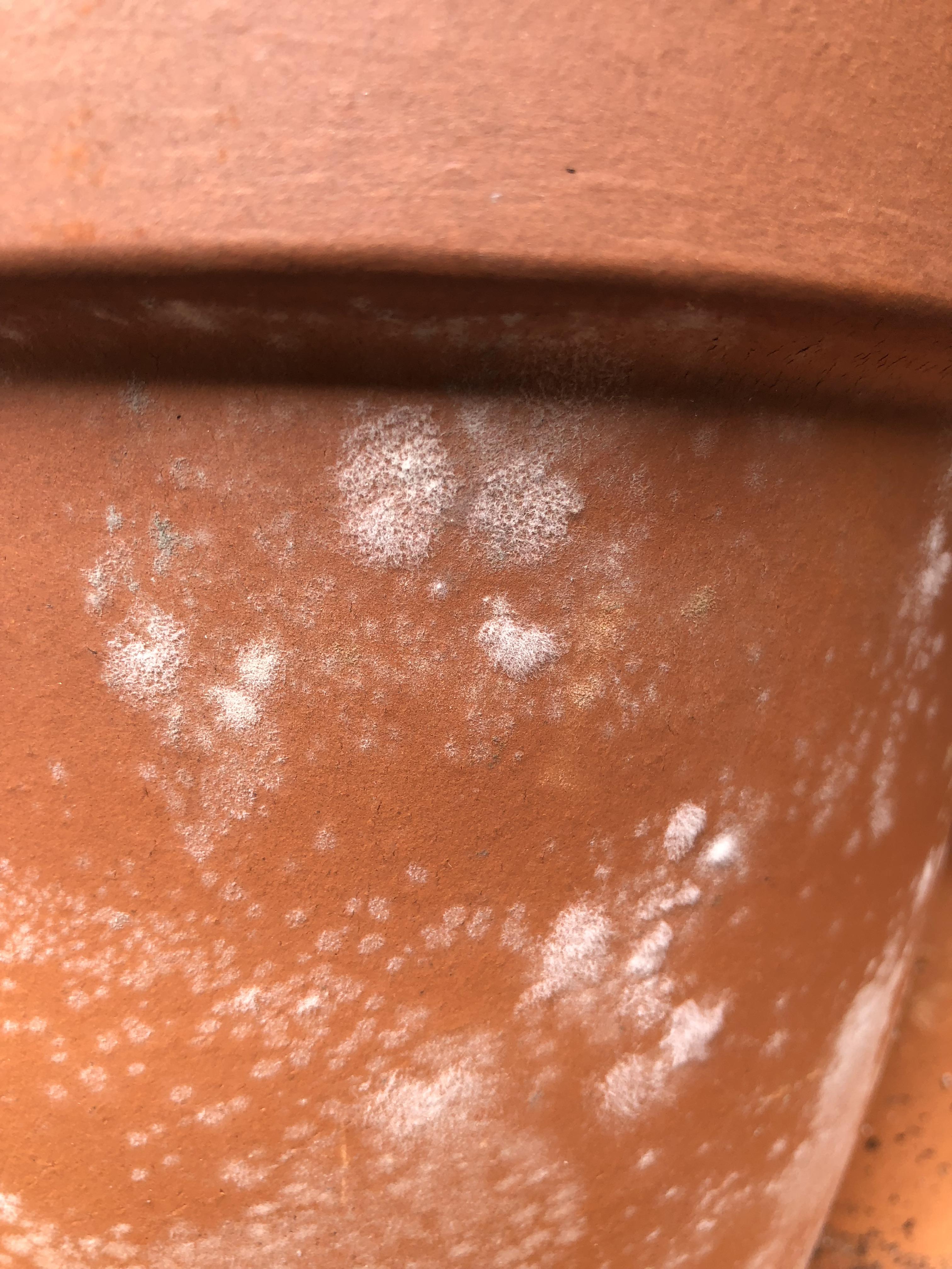 New to terracotta pots and I have this growing on the exterior