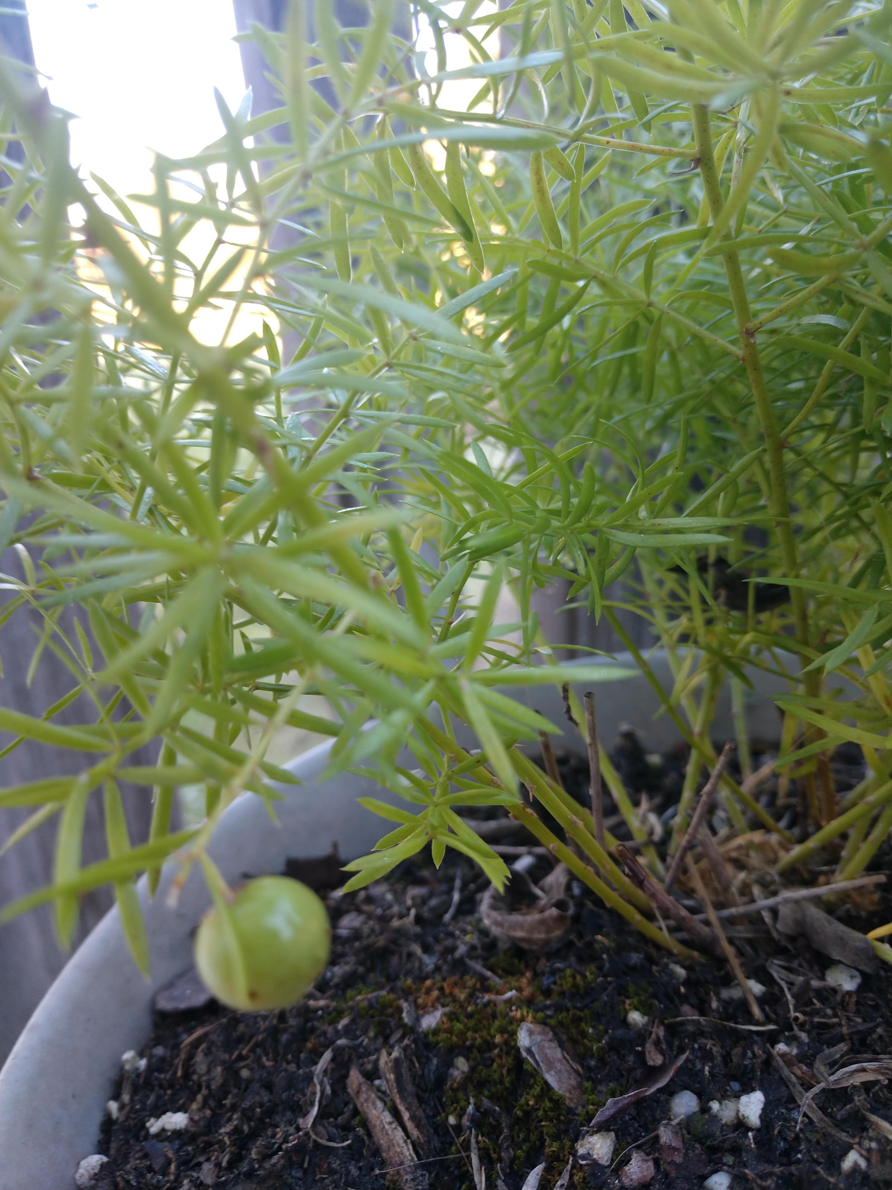 My asparagus fern has produced a little green ball! Has anyone seen