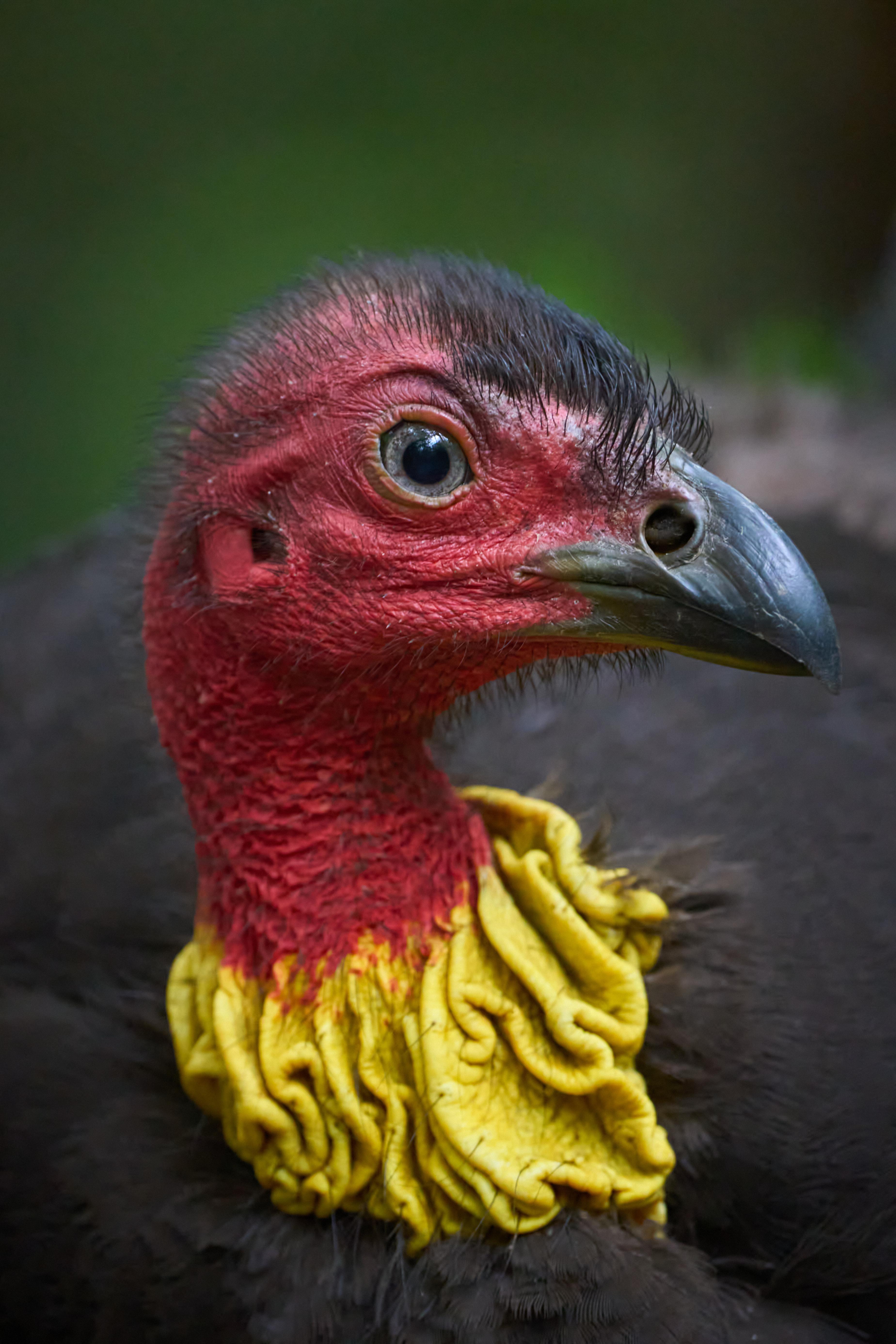 Brush turkey r/australianwildlife