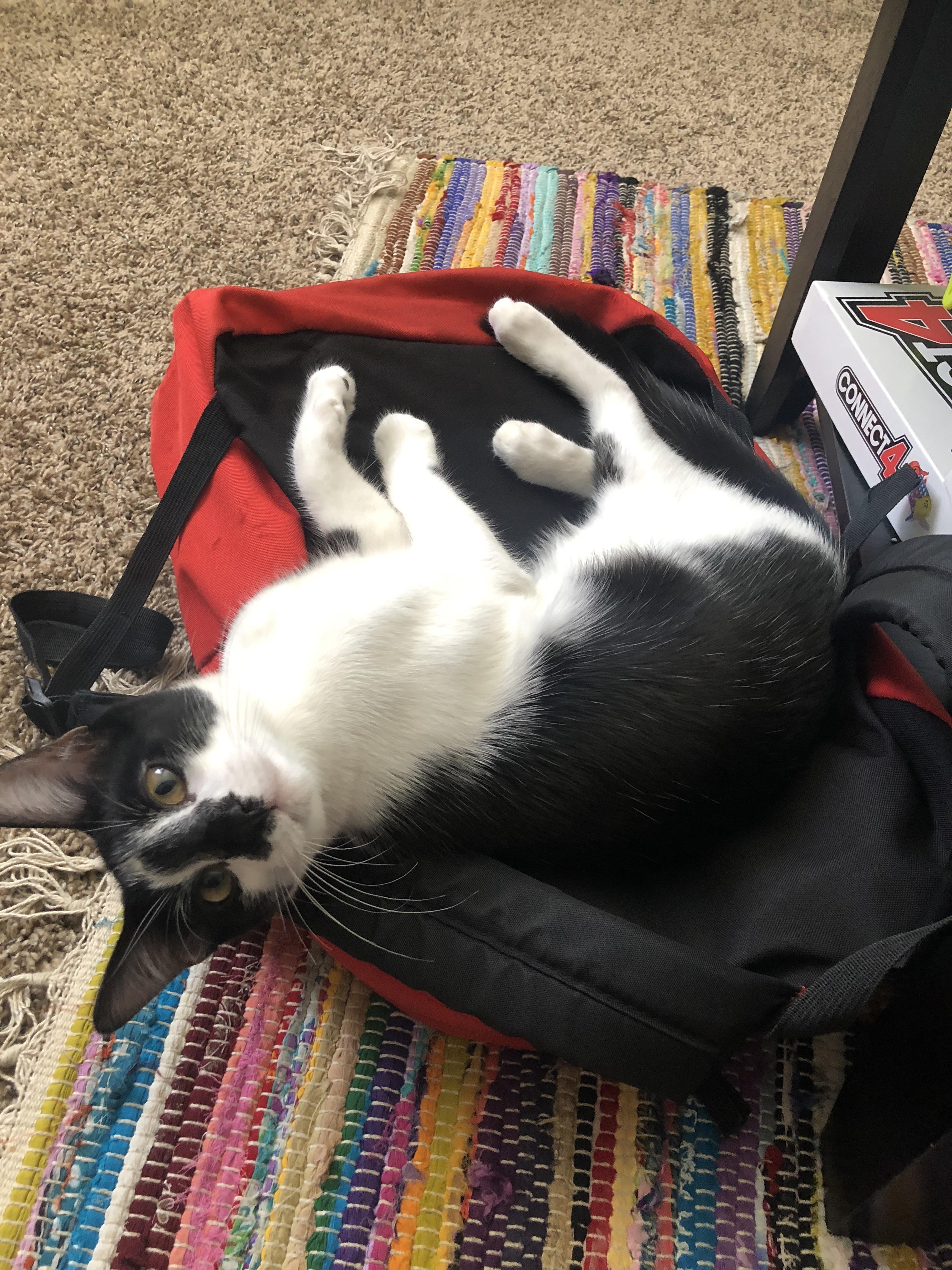 Along with laying on my shoes, she lays on my backpack making sure I can’t leave r/cats