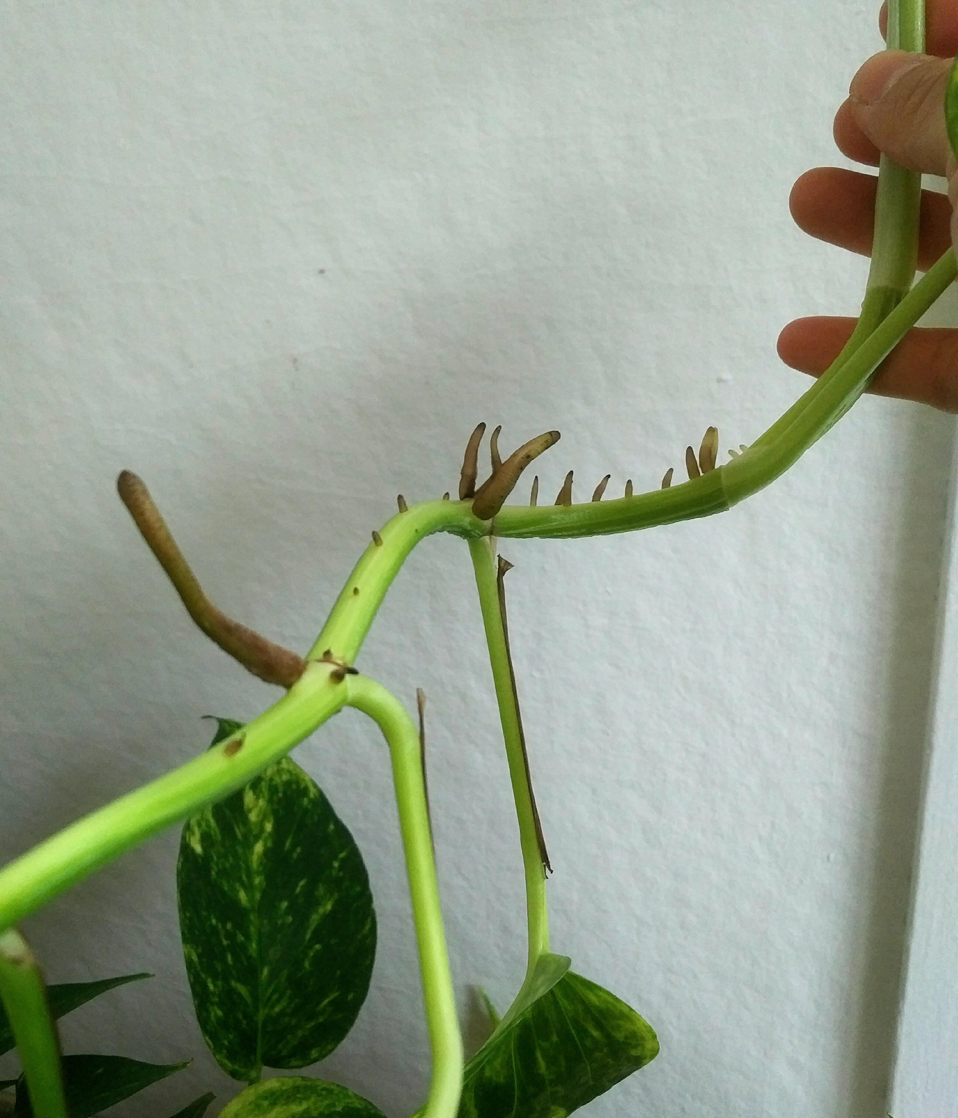 Golden pothos with excessive air root growth. The pothos seems to be
