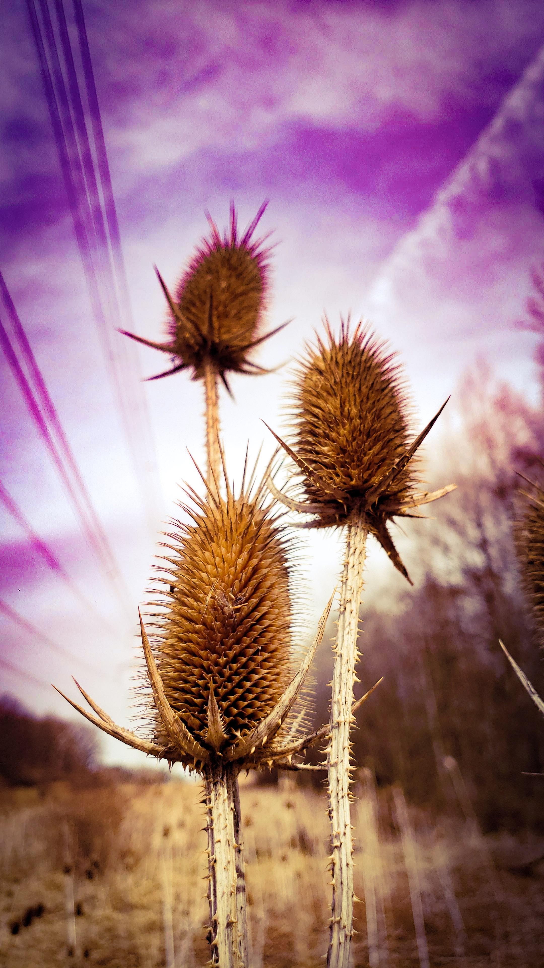 Silk flower (Scorched &Earth) un réal life r/ARK