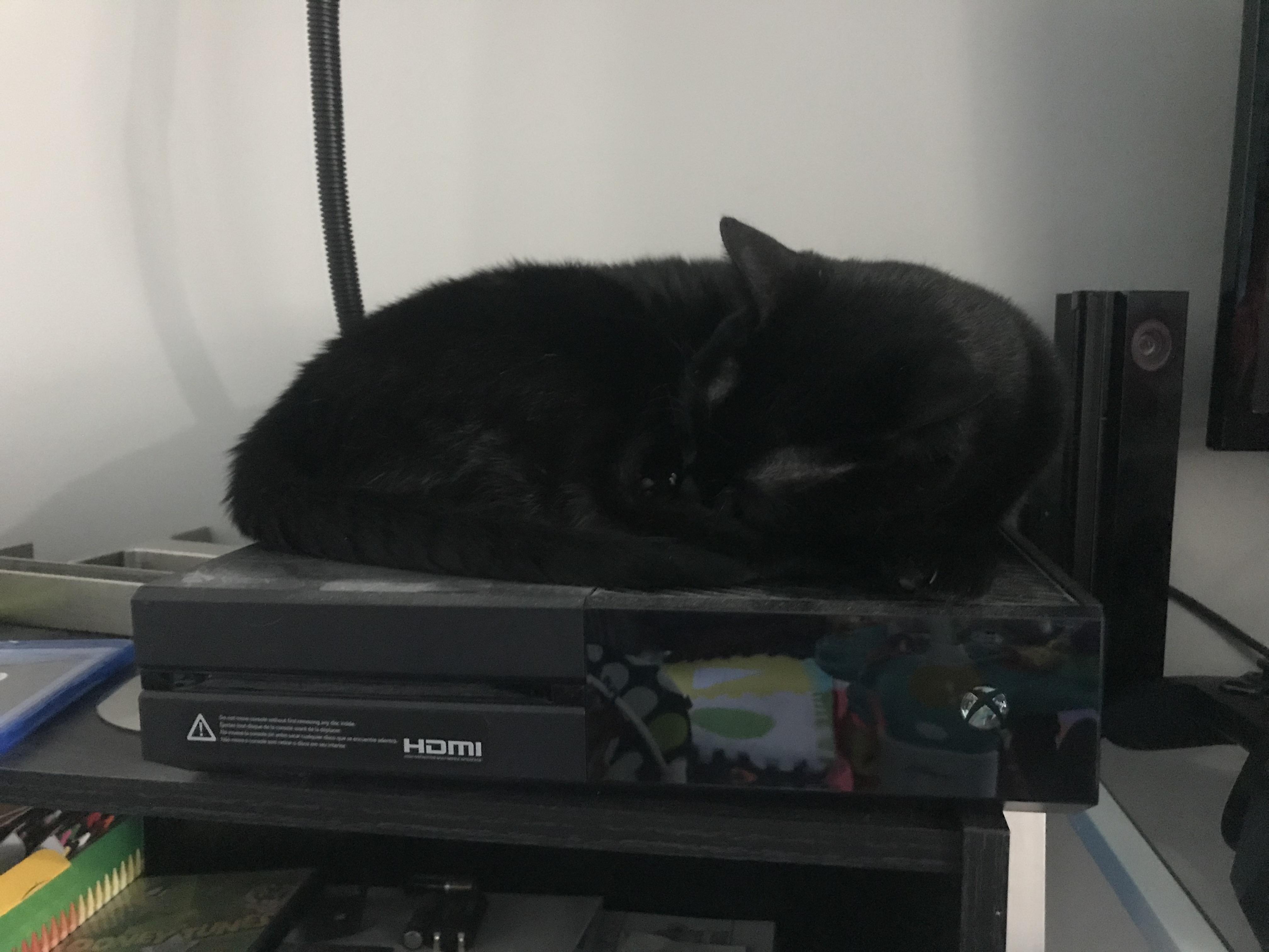 3 year old cat sleeping on our Xbox for warmth cats