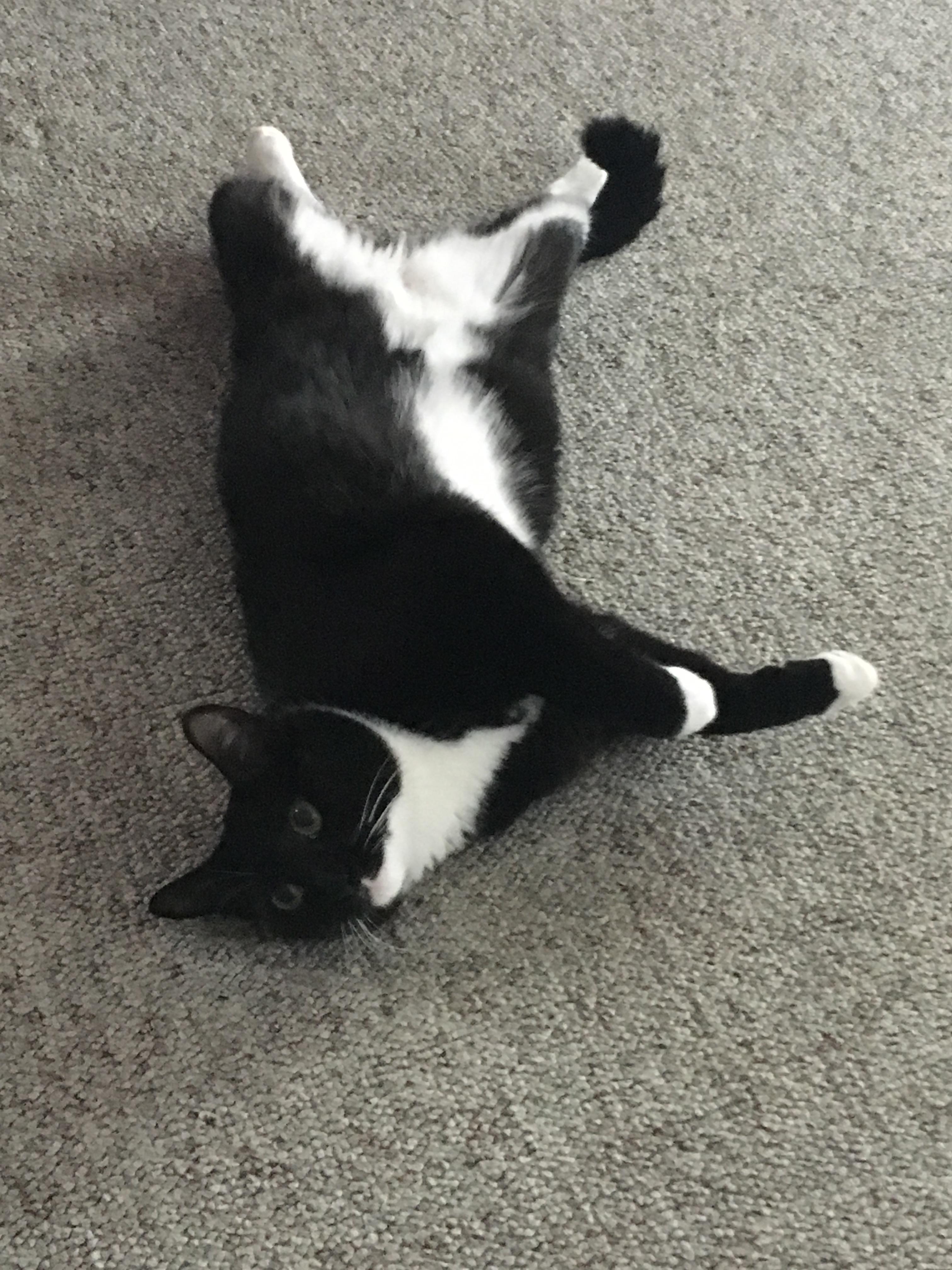 She likes belly rubs r/cats