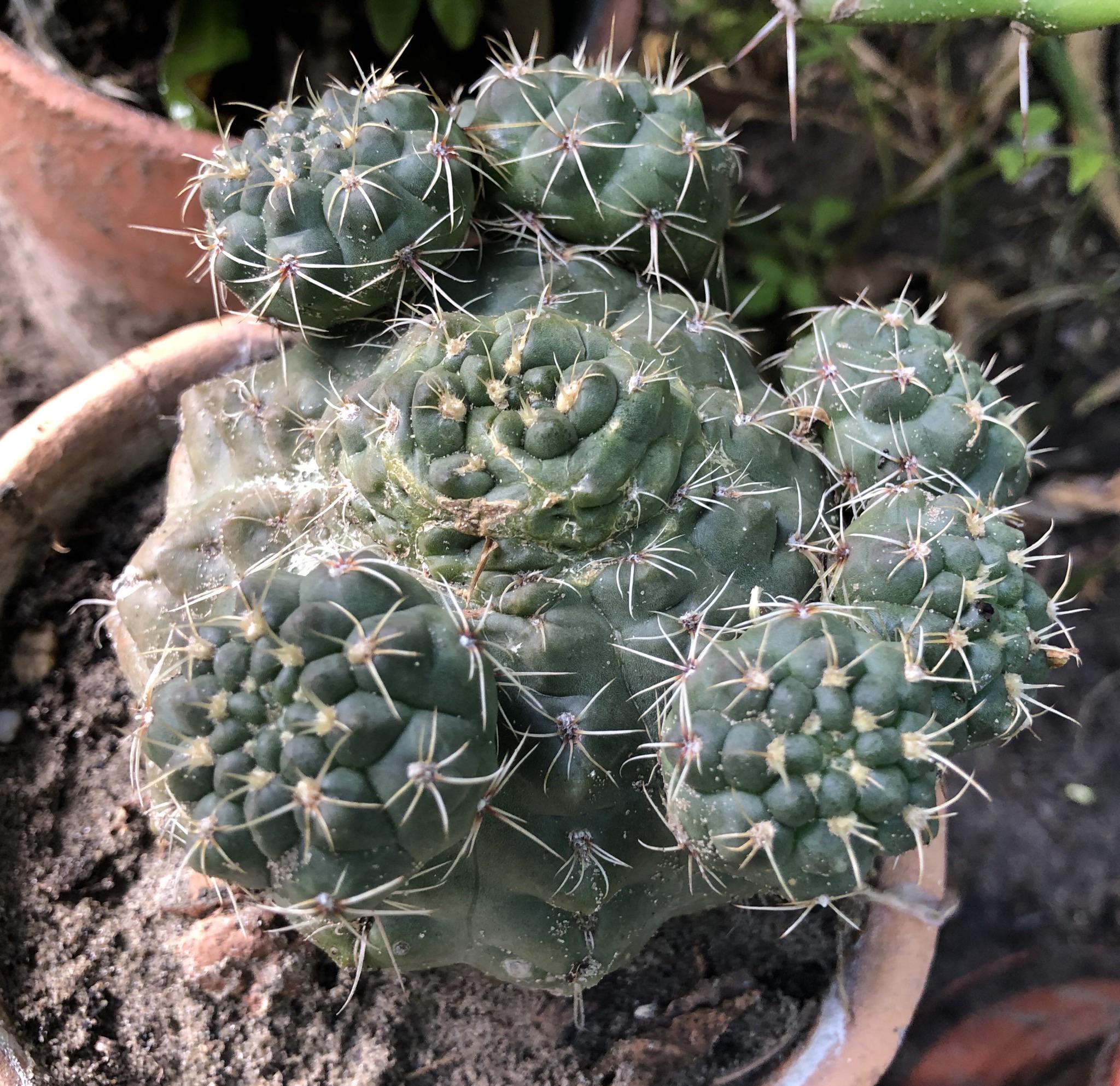 What’s happening here? This was a ballshaped cactus, then last year