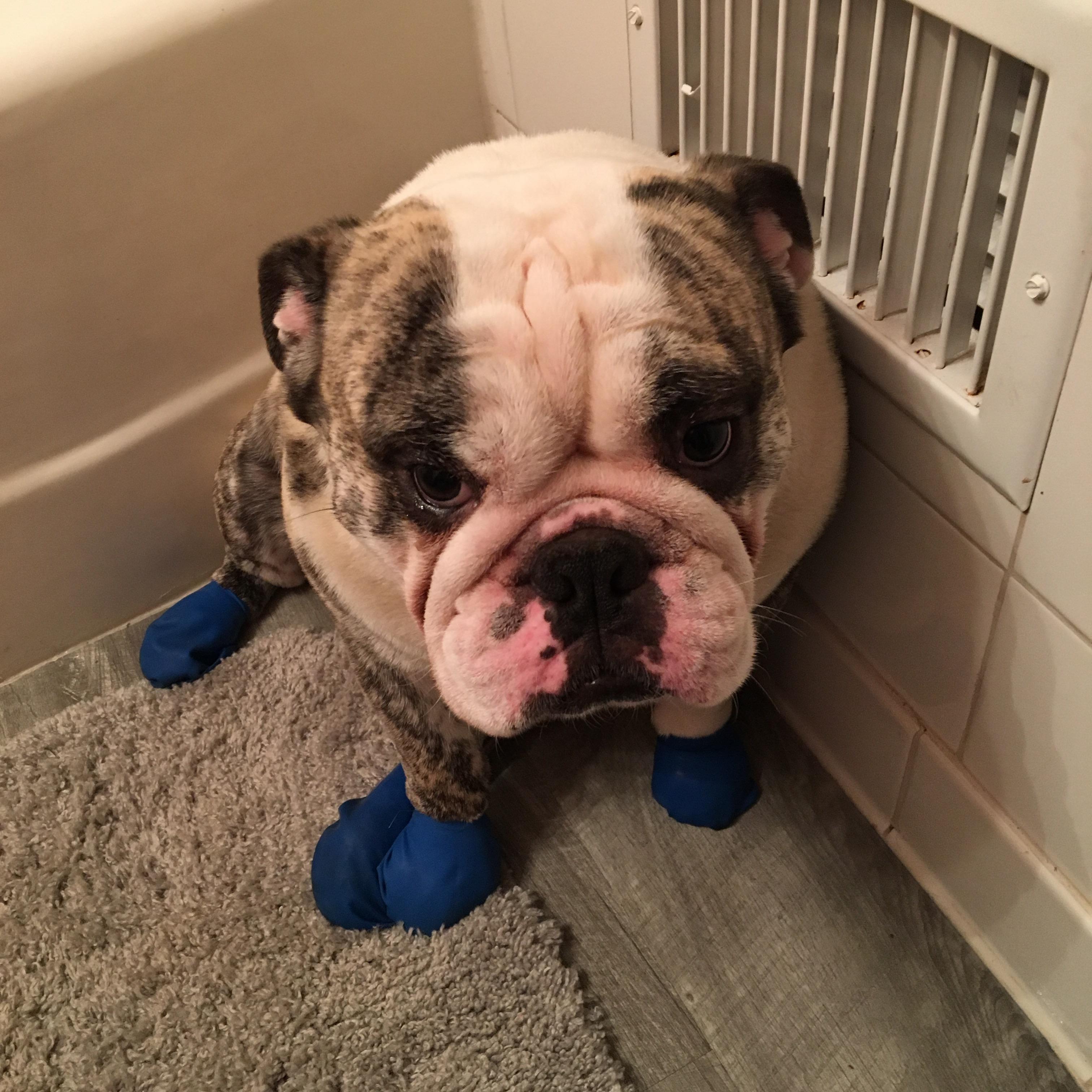 I hate my booties but love to go for a walk! Feeling so conflicted r