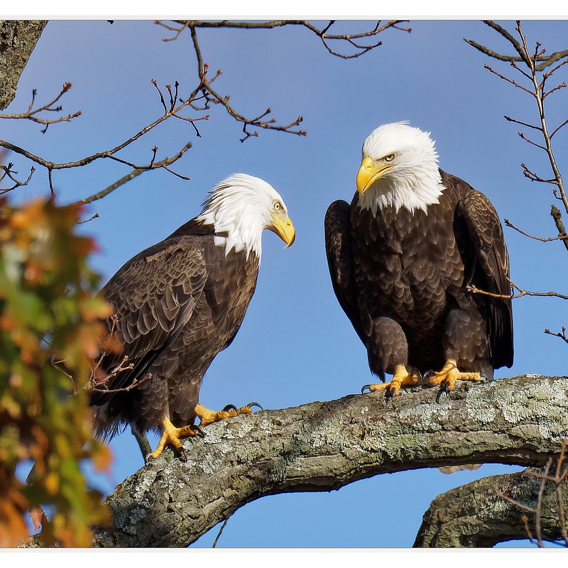 Mated pair of Bald Eagles. Male on the left & Female on the right. D500