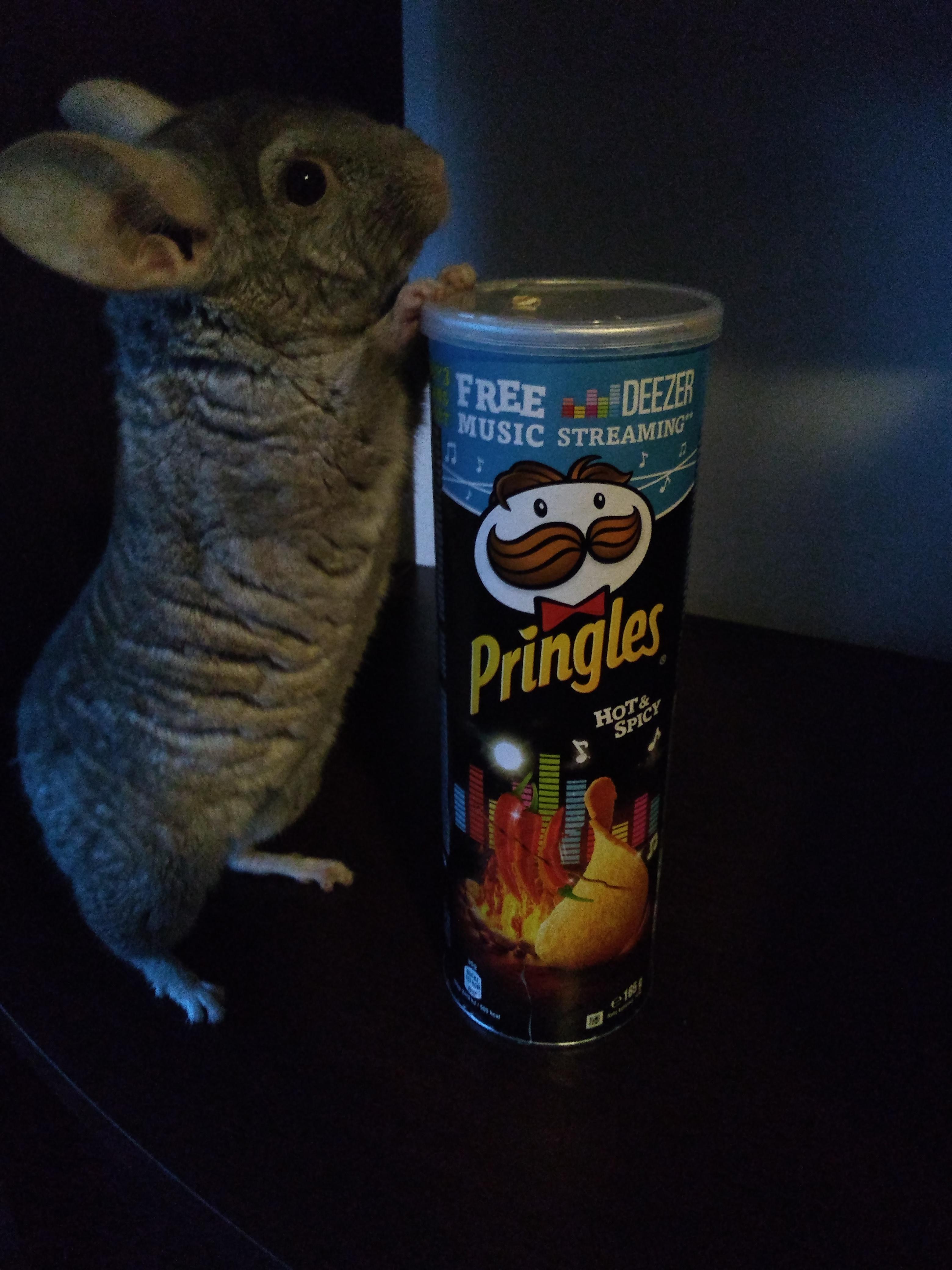 Chinchi the chinchilla, posing for a Pringles commercial. r/aww