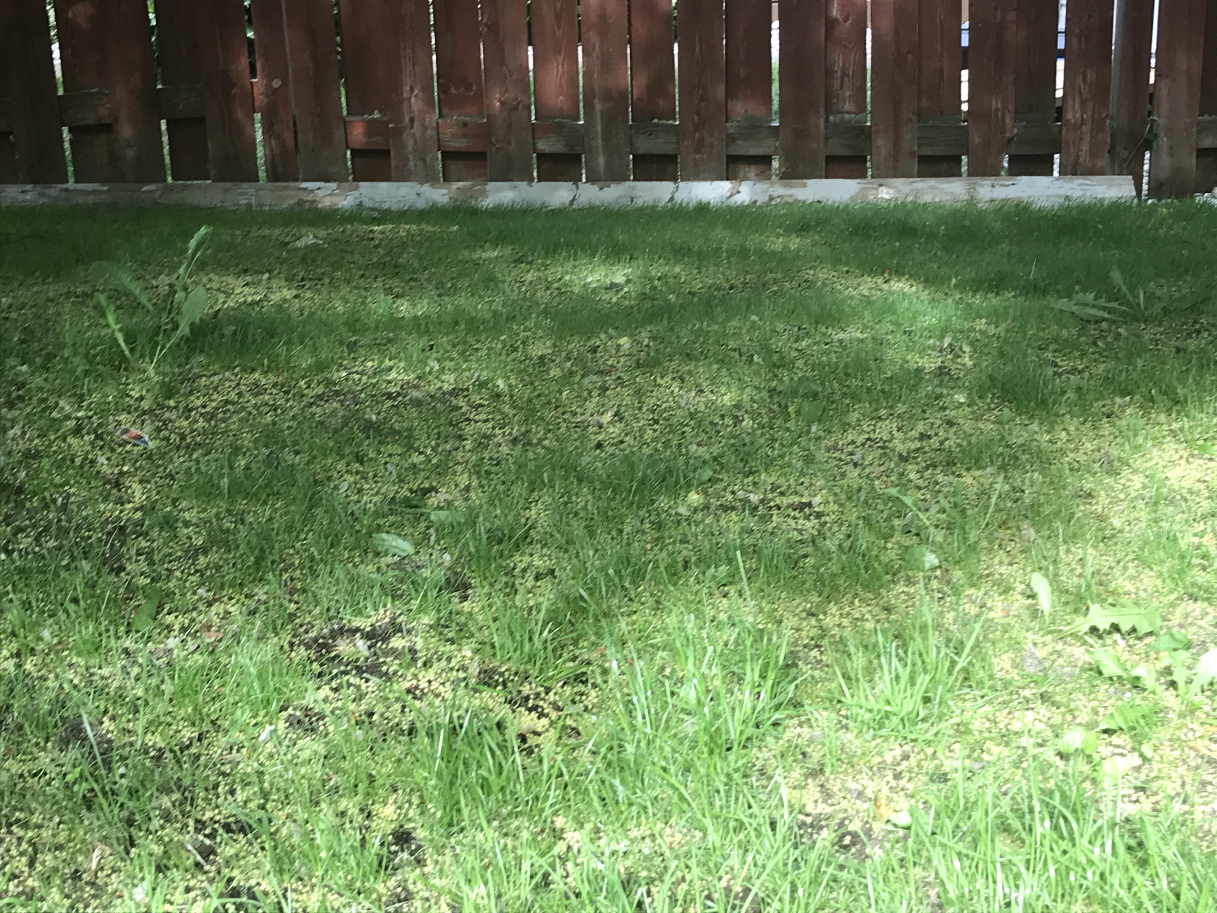 I planted some seed and this is the result 2 weeks after. I was going