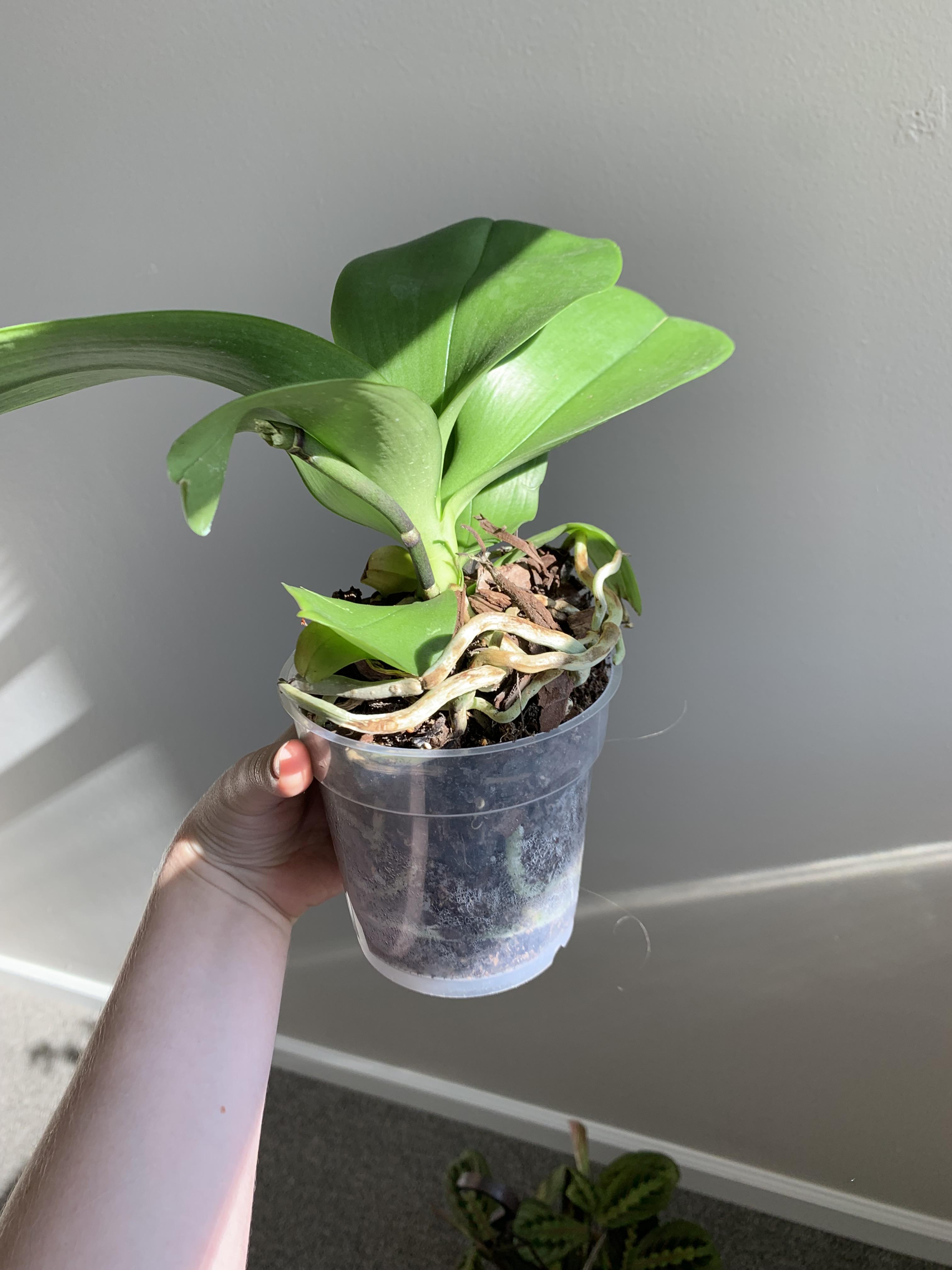 My work was going to throw out this orchid because it no longer had a