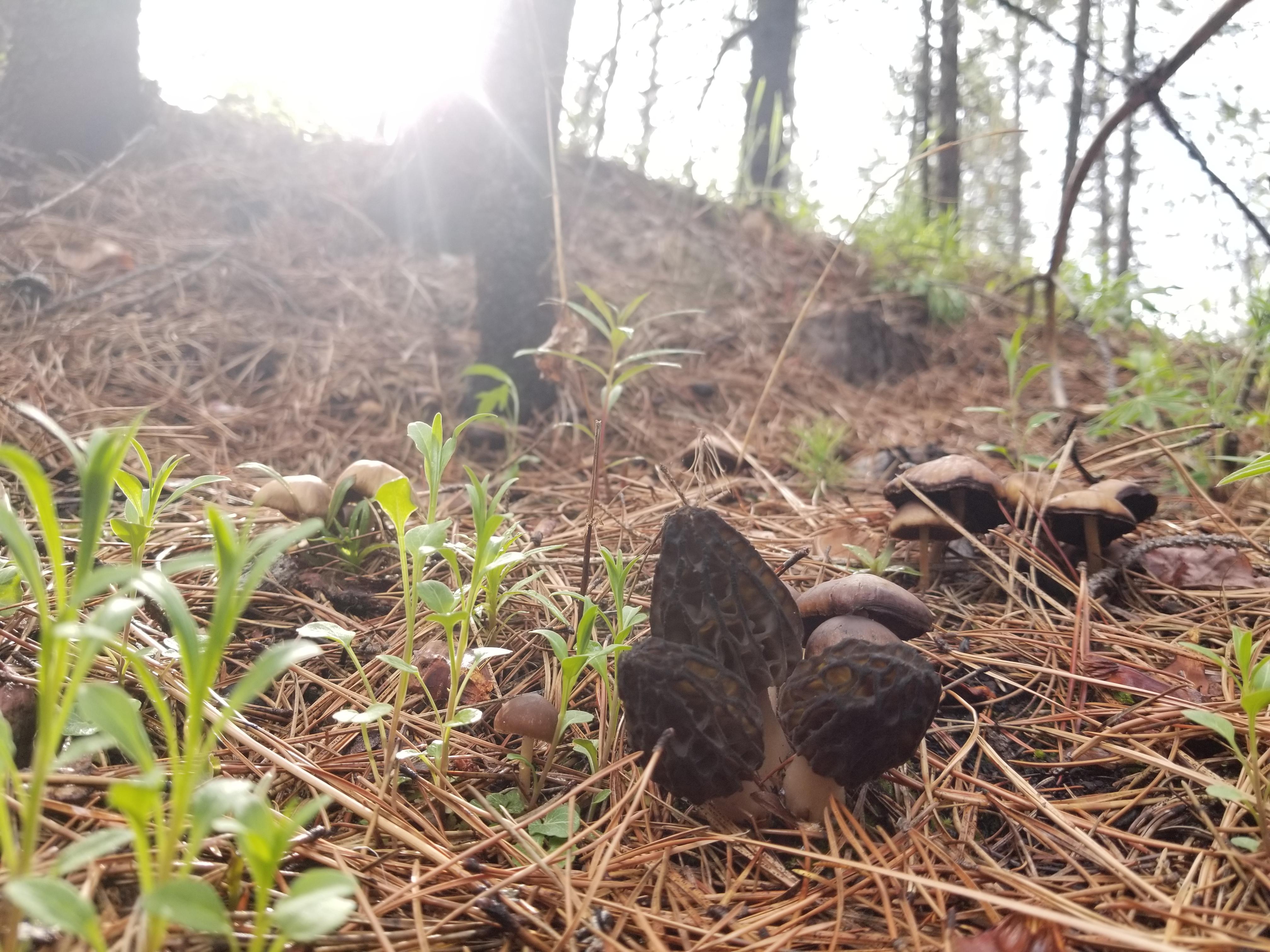 Western Montana morels with unidentified r/Montana