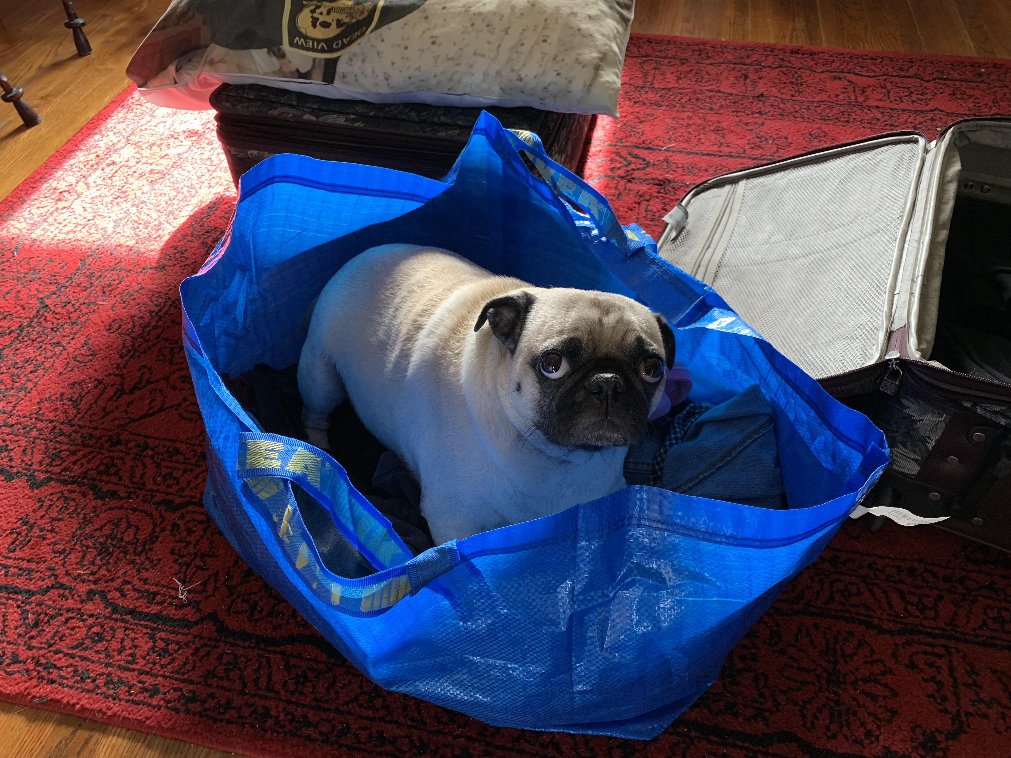 When the IKEA bag is full of warm and clean laundry. My new bed now? Ok