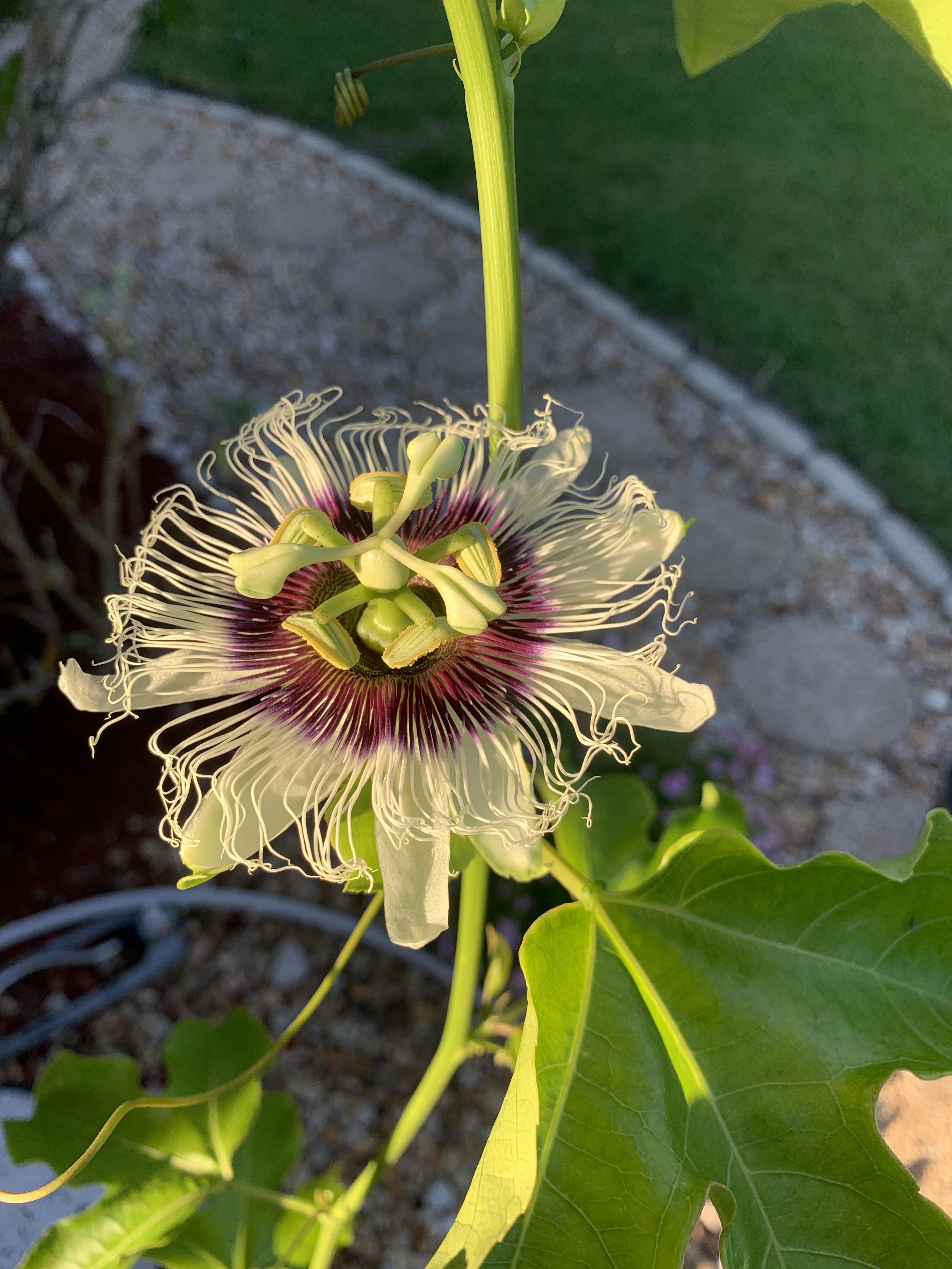 First passion fruit flower of the season r/gardening