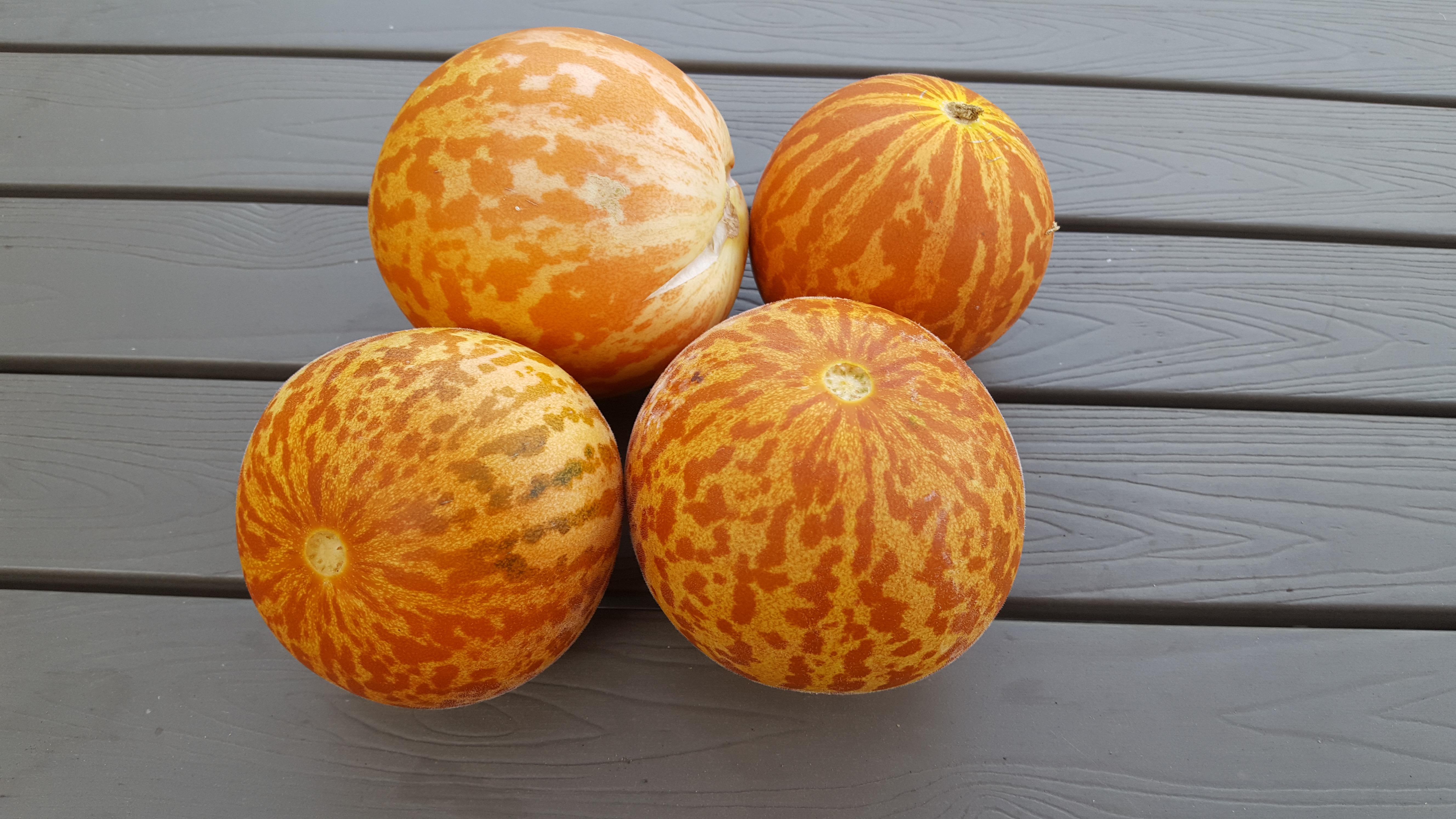 Tiger Melons. They smell heavenly. r/gardening