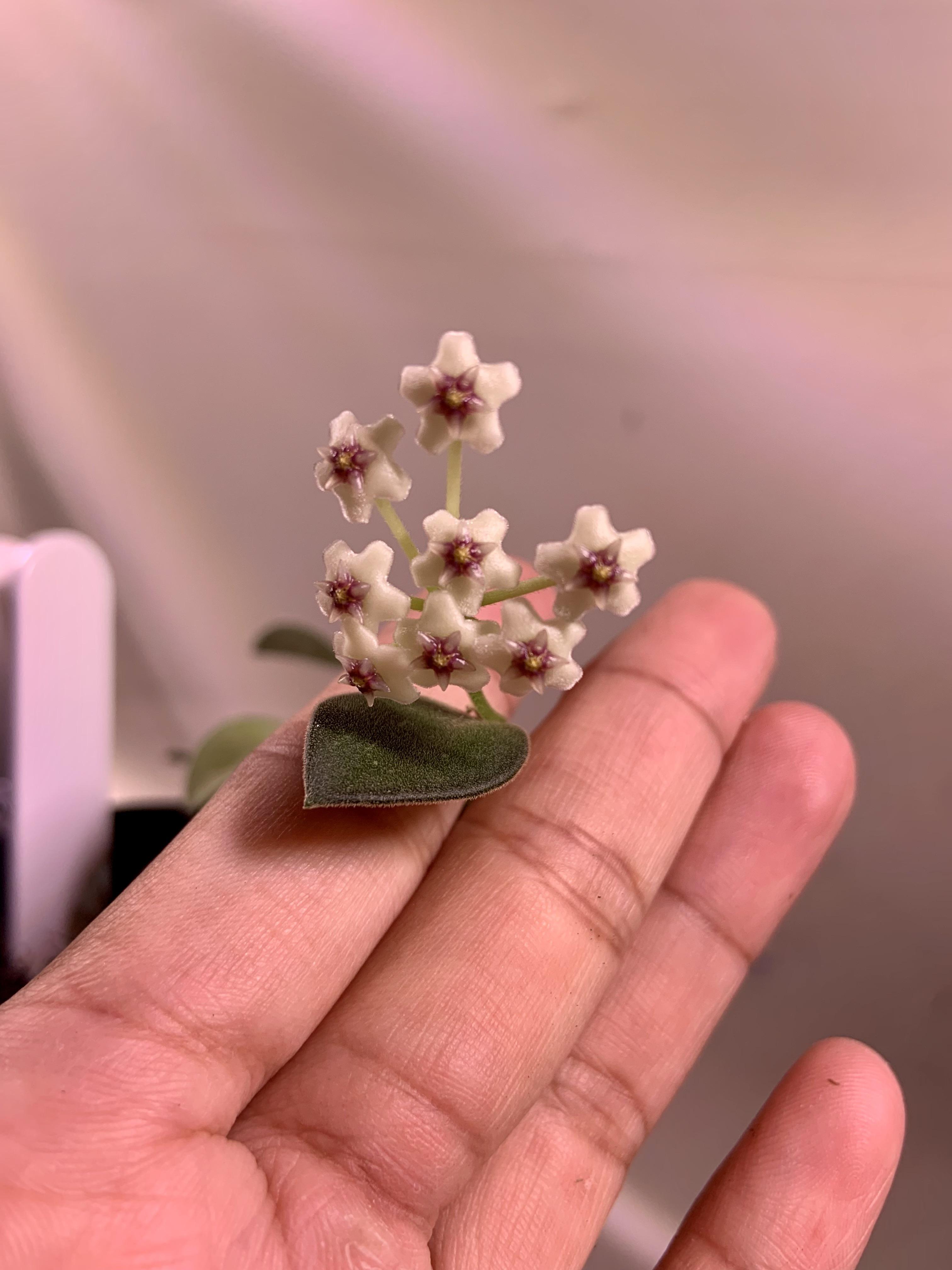 Hoya nummularioides bloom! Smells like roses! r/hoyas