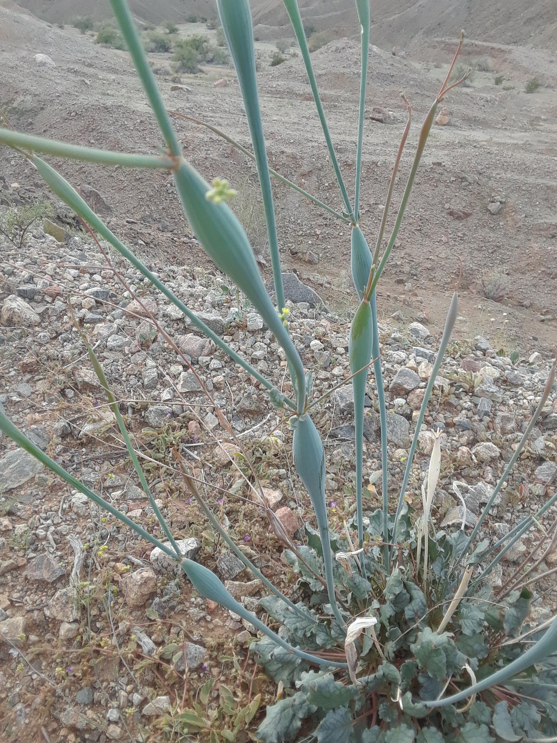 What's this plant? Had very thick flower stems, and yellow flowers