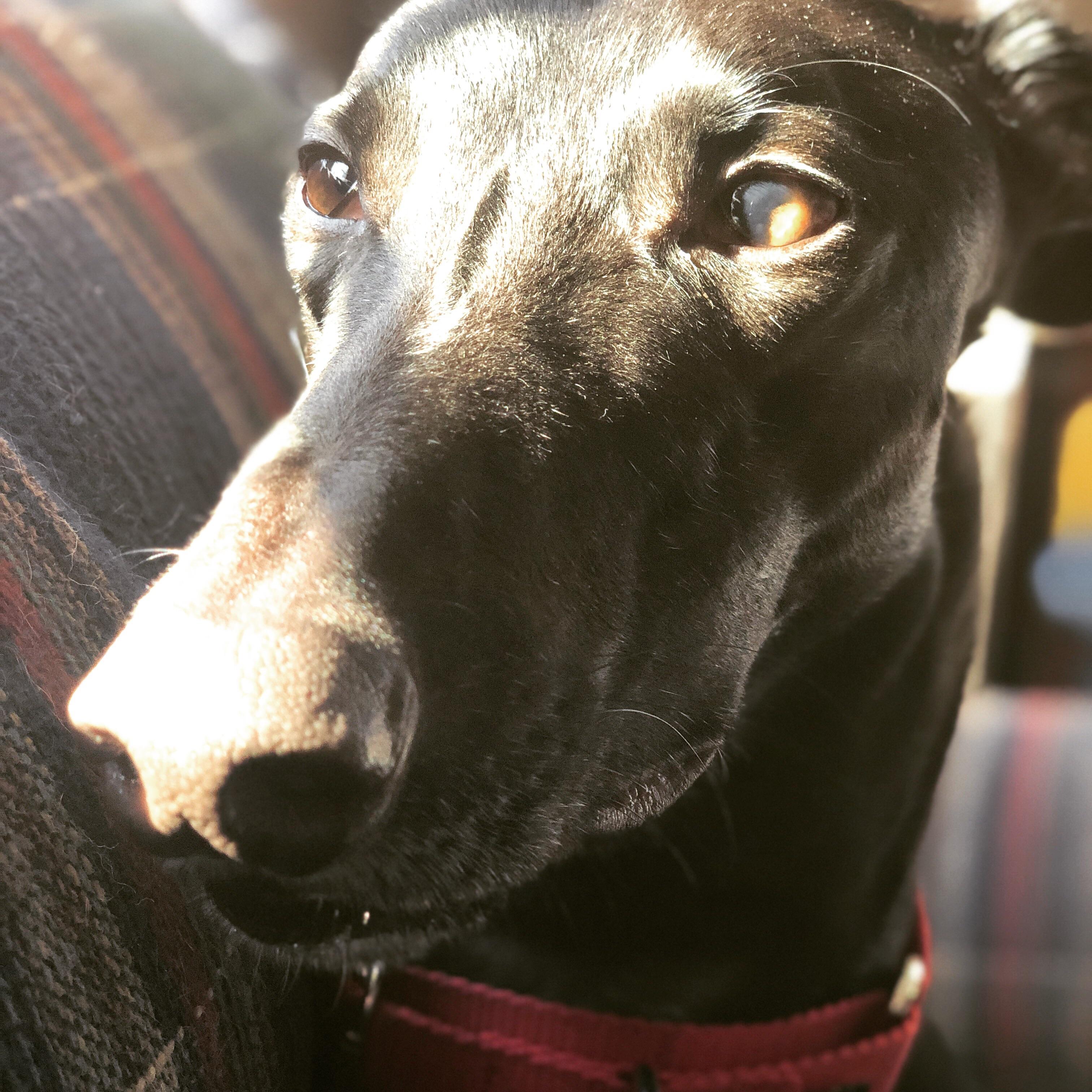 Classy boy. You’d never know he threw up tonight and ate it. r/Greyhounds