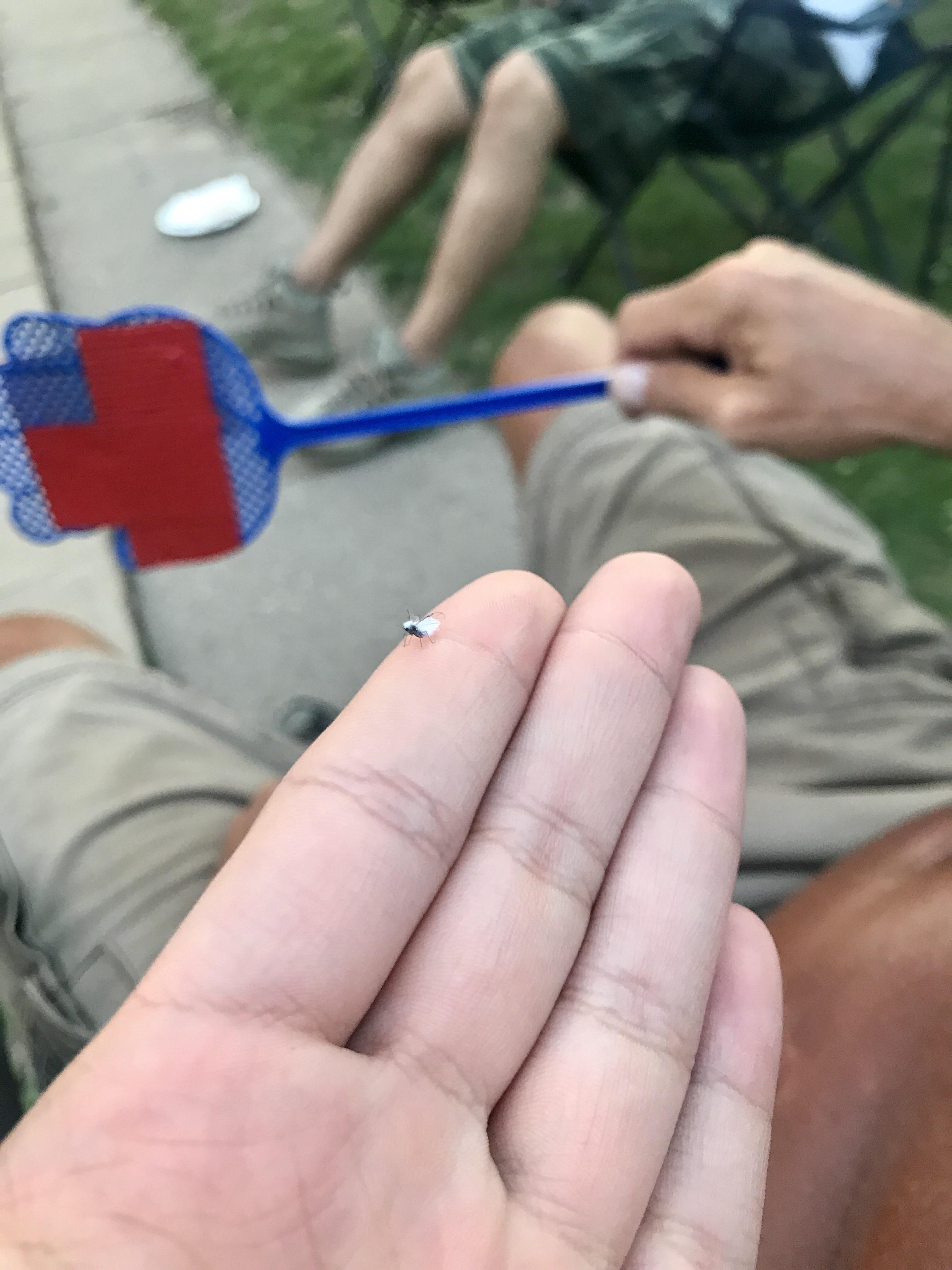 What is this little flying insect? He looks like a little piece of