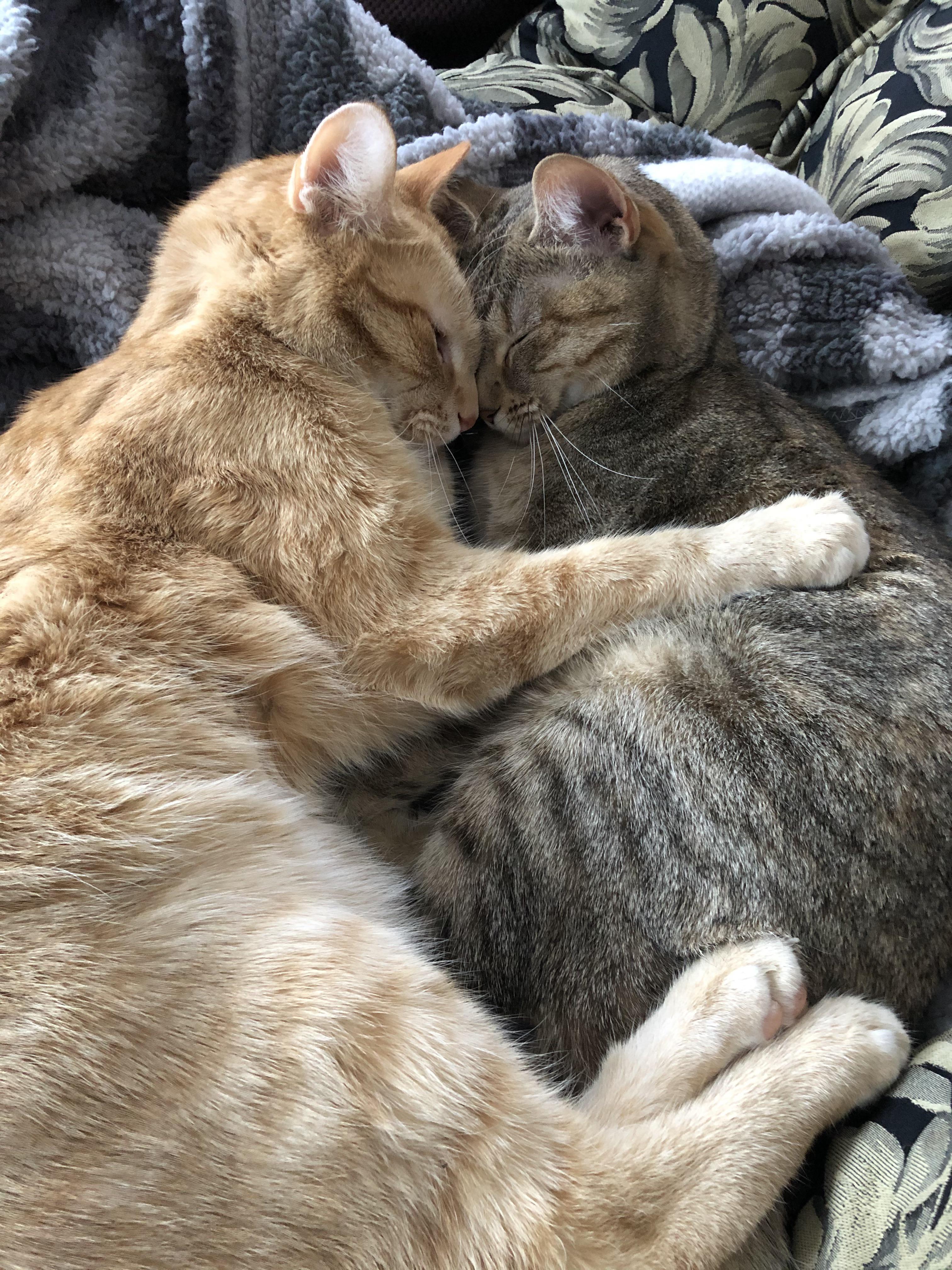 I adopted a bonded pair a few weeks ago. Guess I didn’t realize just