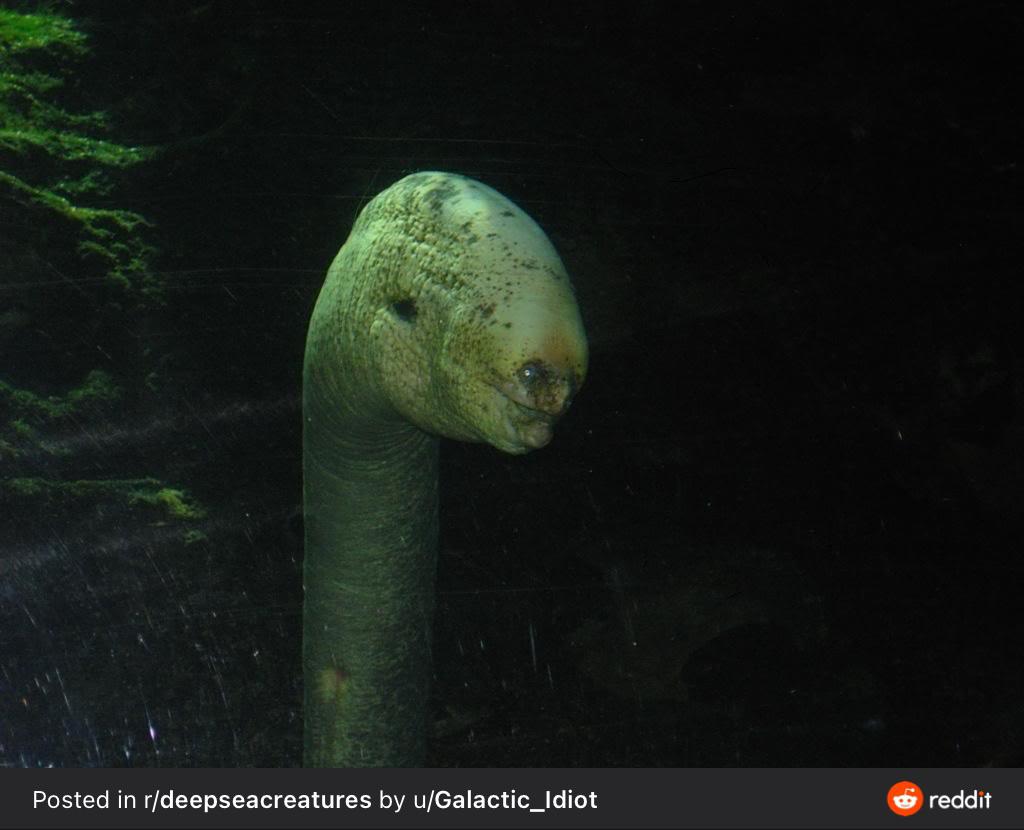 This humanfaced eel, (crosspost from r/deepseacreatures) r/oddlyterrifying
