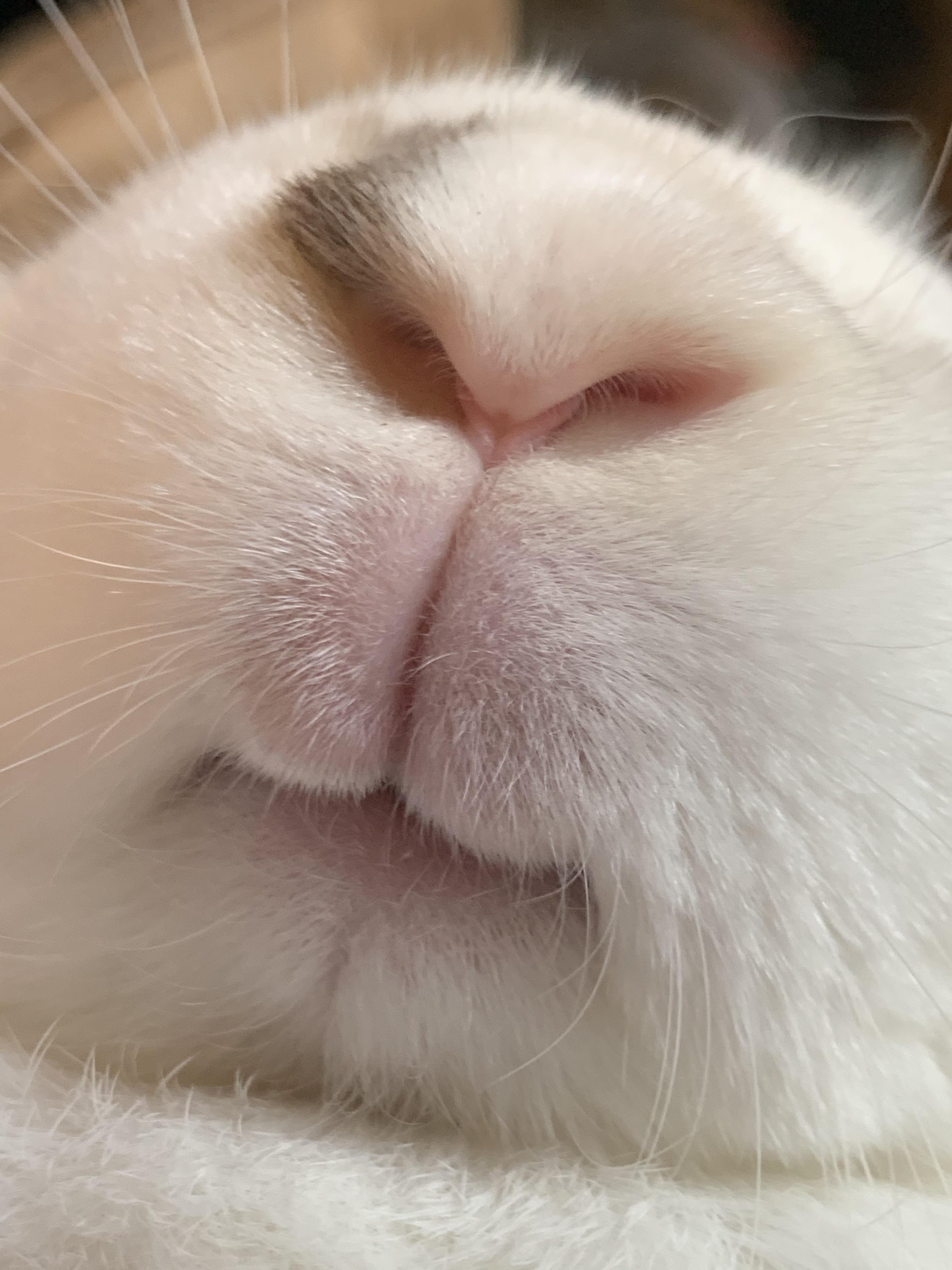 Bunny Mouths are the best 🥰 r/Bunnies