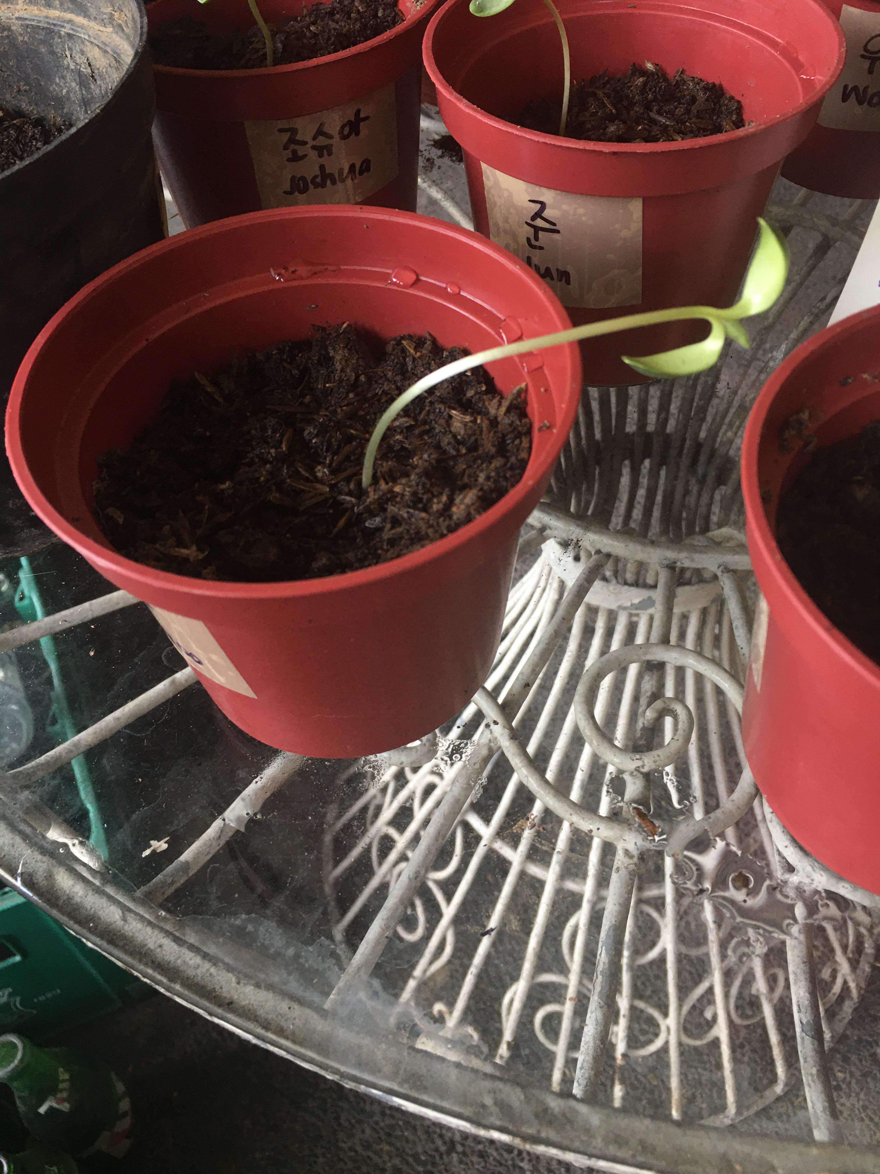 my sunflower seedling is bending over this way. is this normal???? r