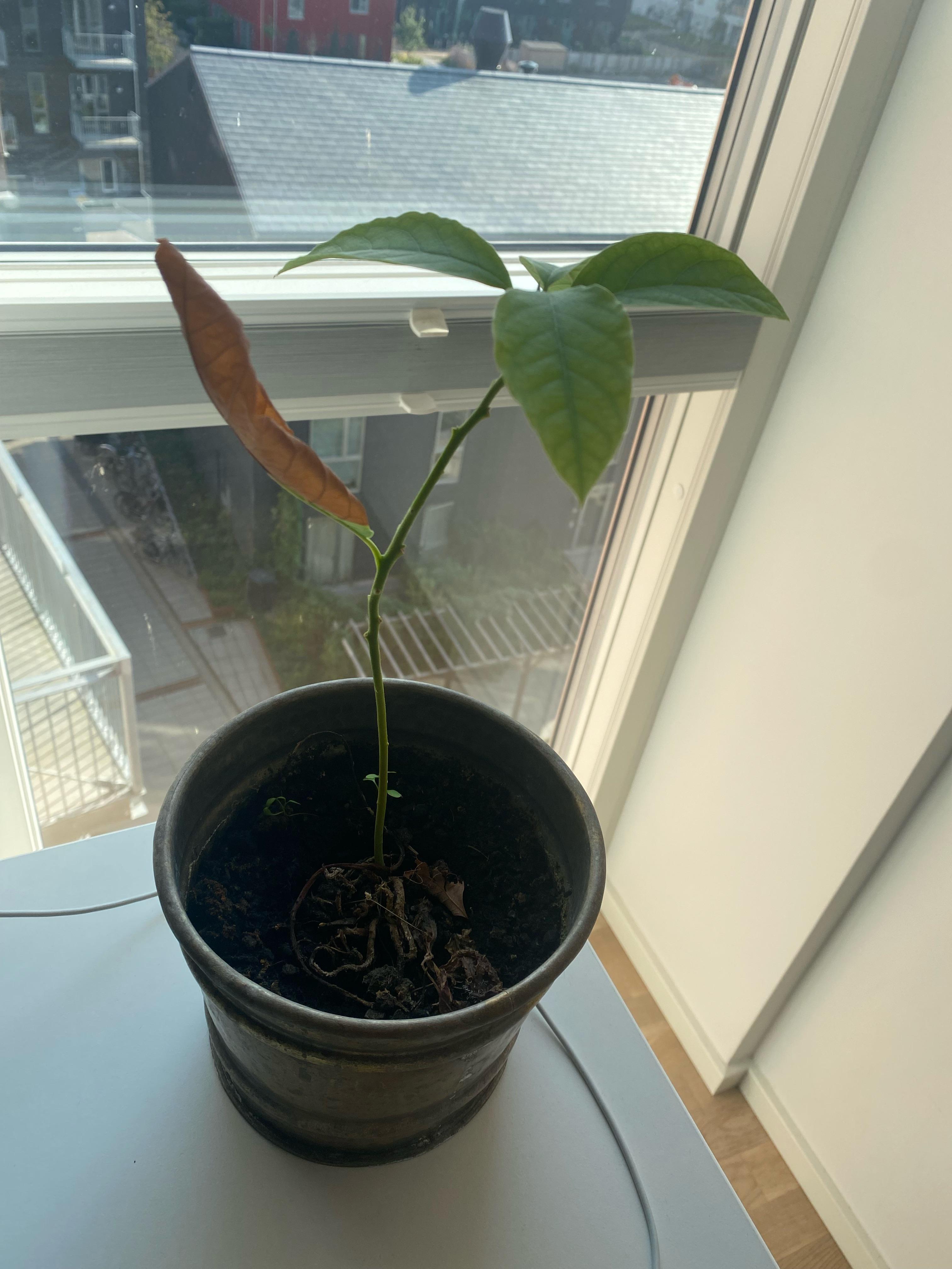 Anyone has idea what this plant is? I found it in the basement r