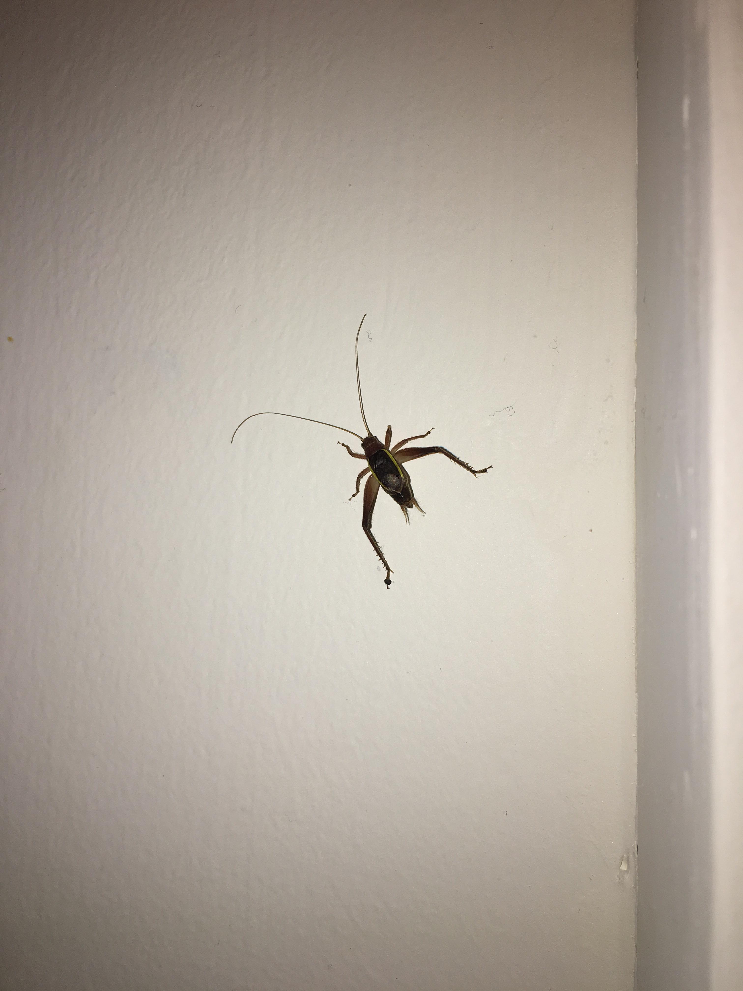 WTB? Looks like a cricket. Long Island, NY. About 1” long. r/whatsthisbug