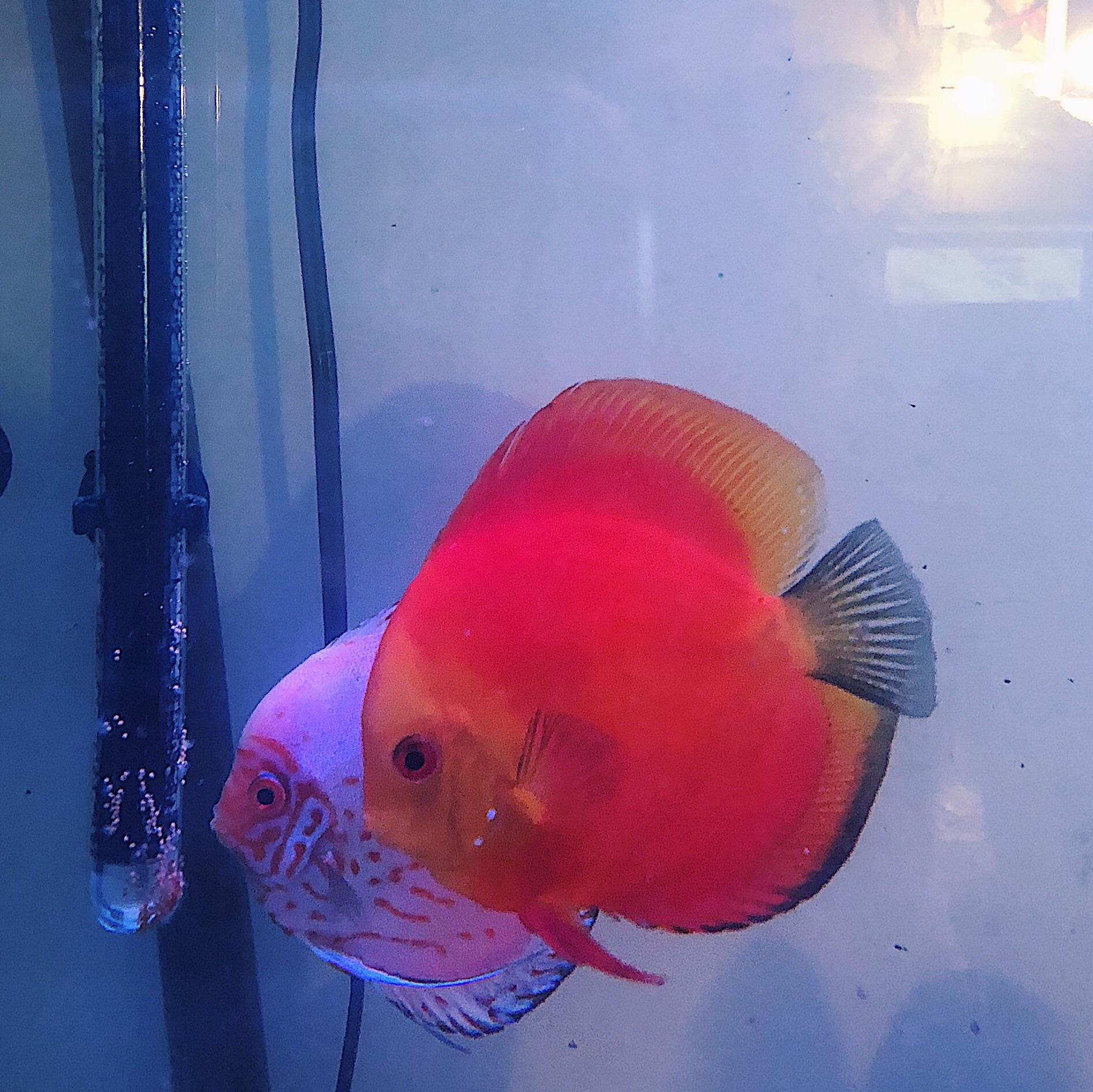 My Discus laid eggs!on the heater. You’re doing amazing, sweeties