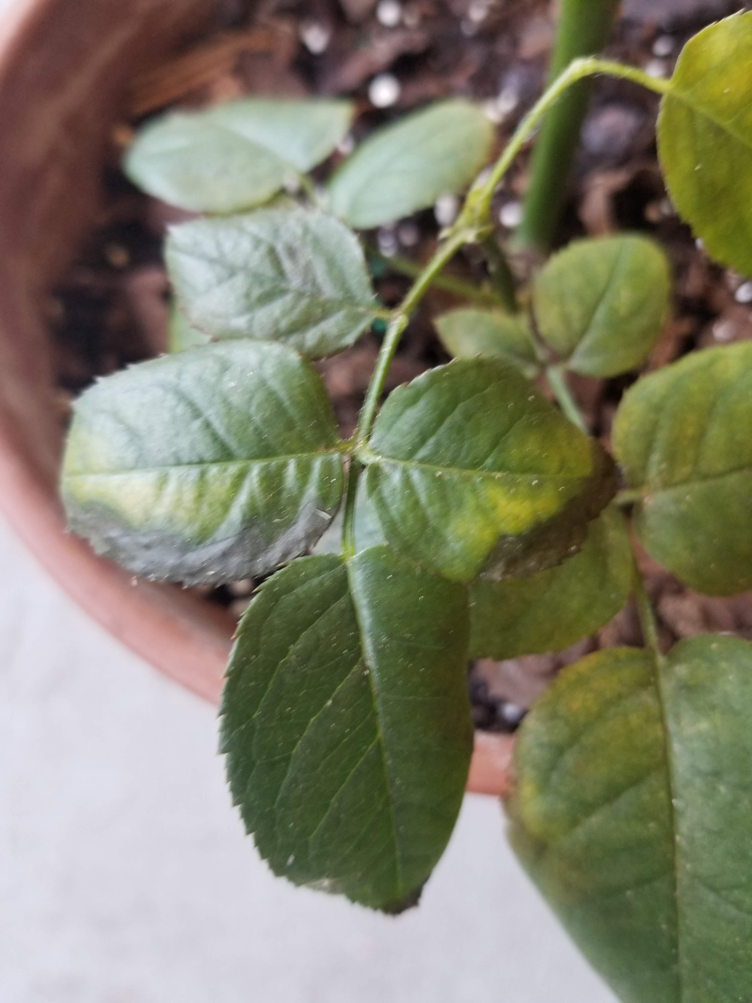 What's killing my rose leaves? (zone 8a) r/gardening