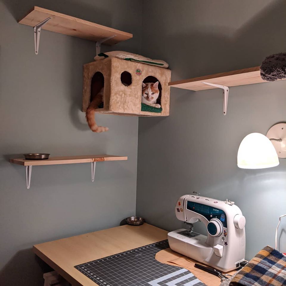 Cool Cat Shelves r/Catification