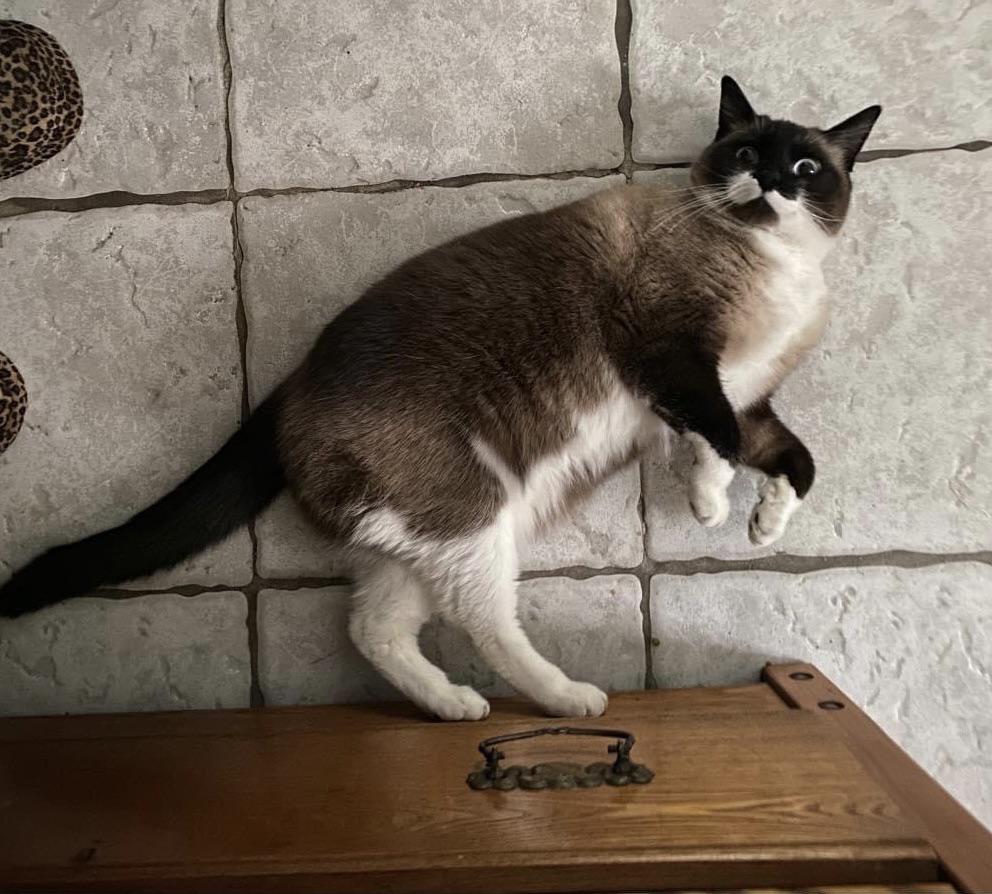 Siamese Cats Habitats