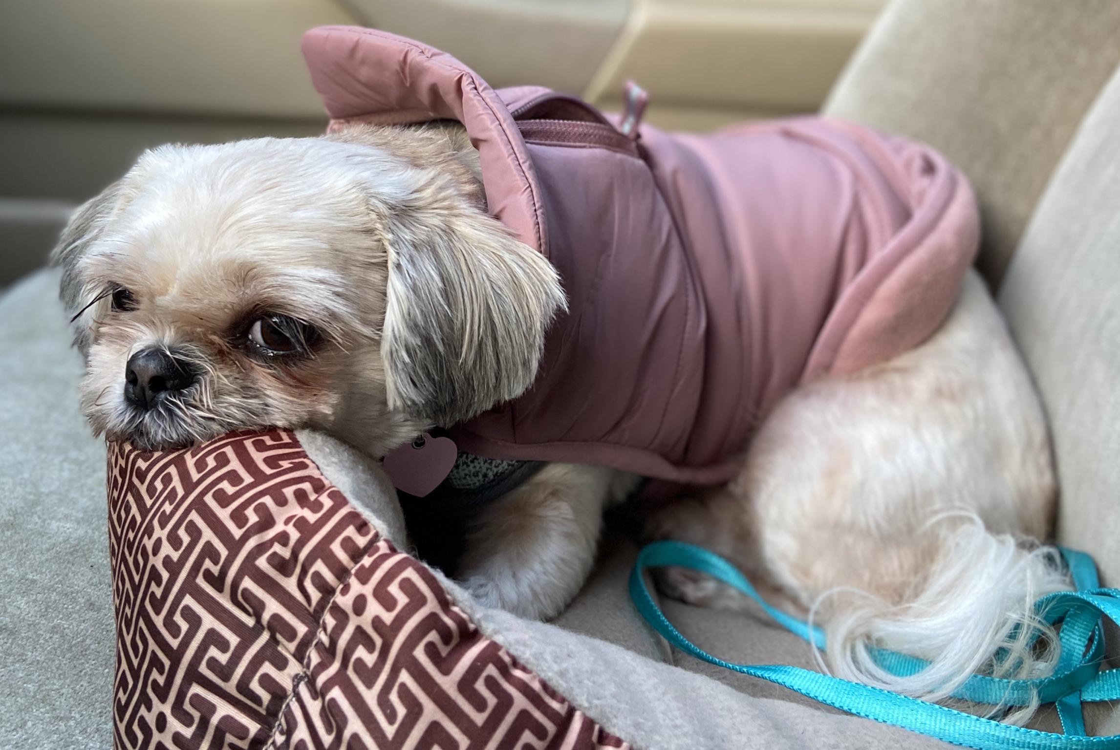 She really REALLY hates wearing her coat 😂 r/Shihtzu