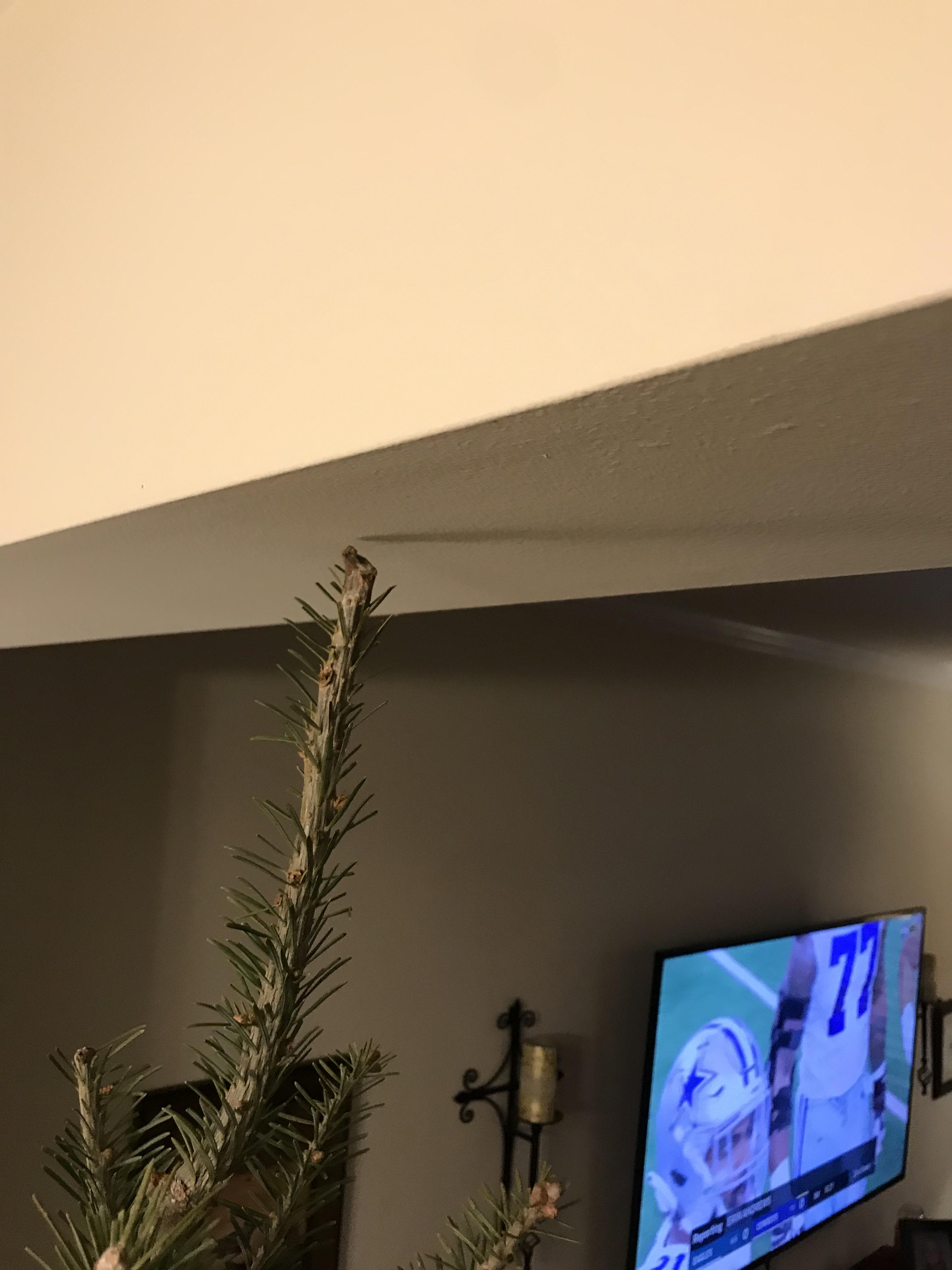 Put up our Christmas tree the other day r/Perfectfit