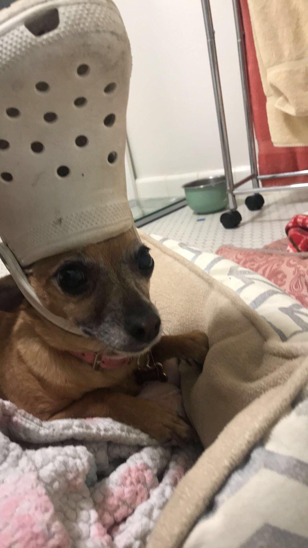 Are you sure that’s how the shoe got on the dogs head? r