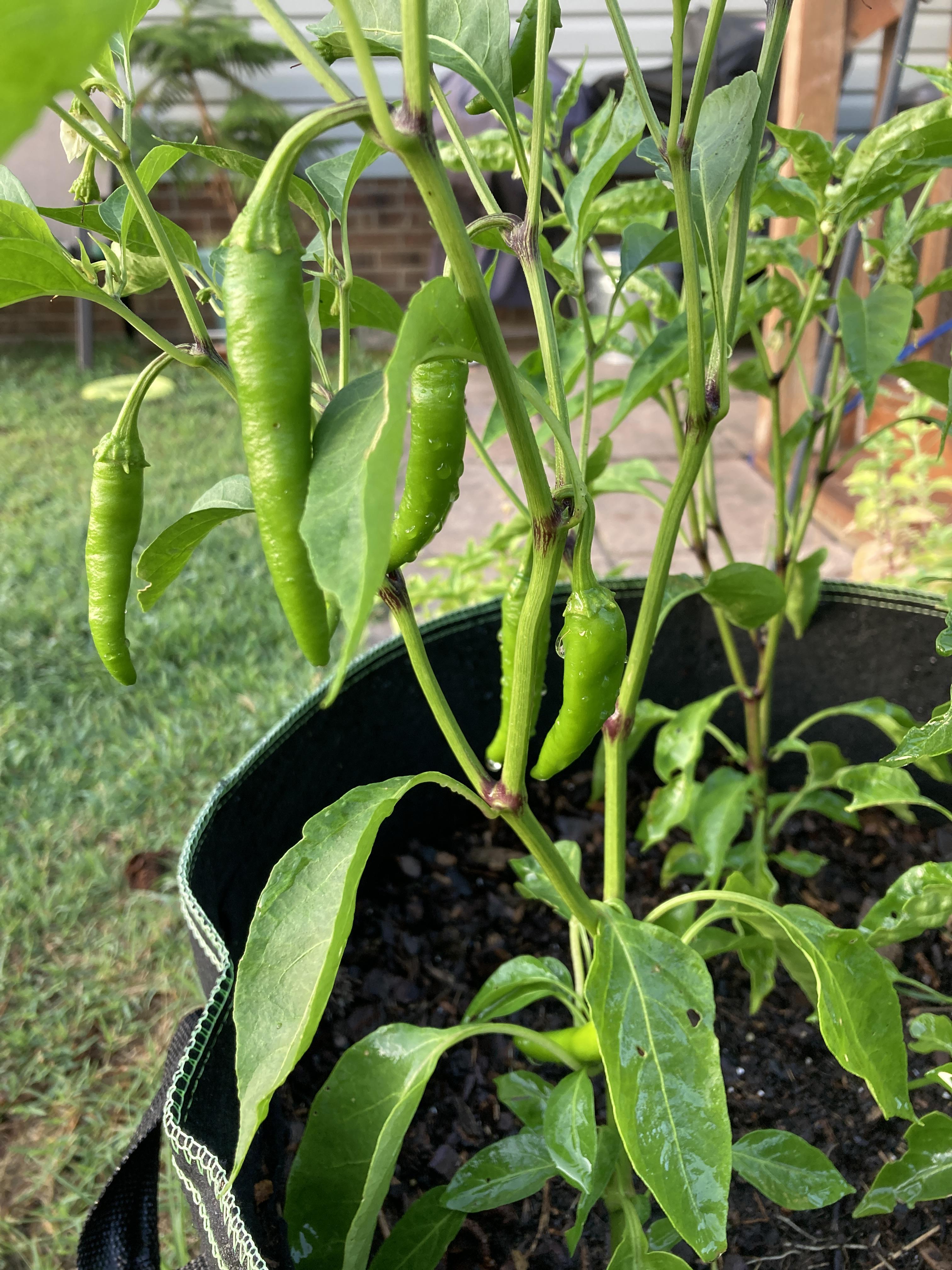 Why are my jalapeños so skinny? r/gardening