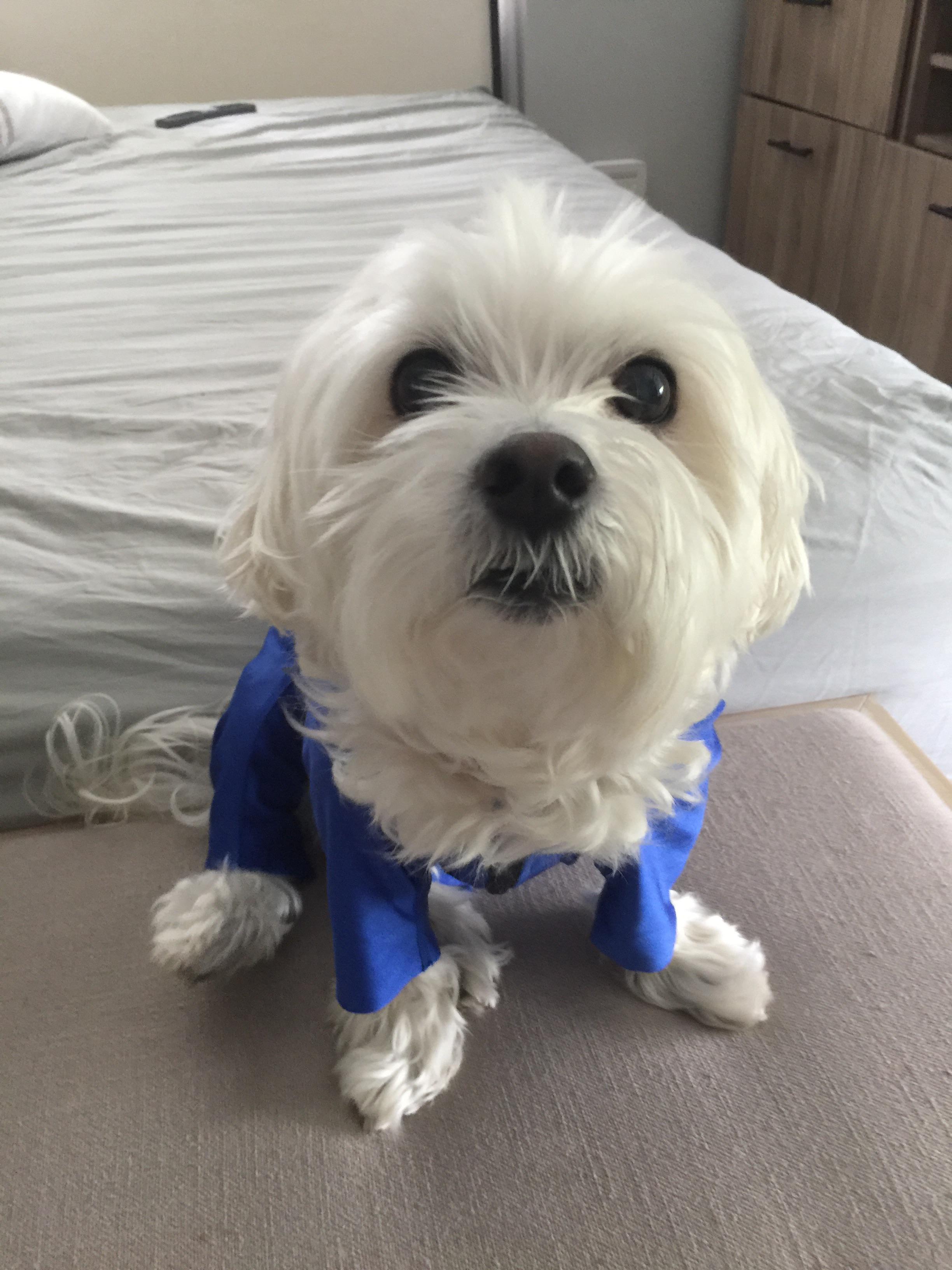 My dog Charlie has a rare skin allergy that causes him to scratch