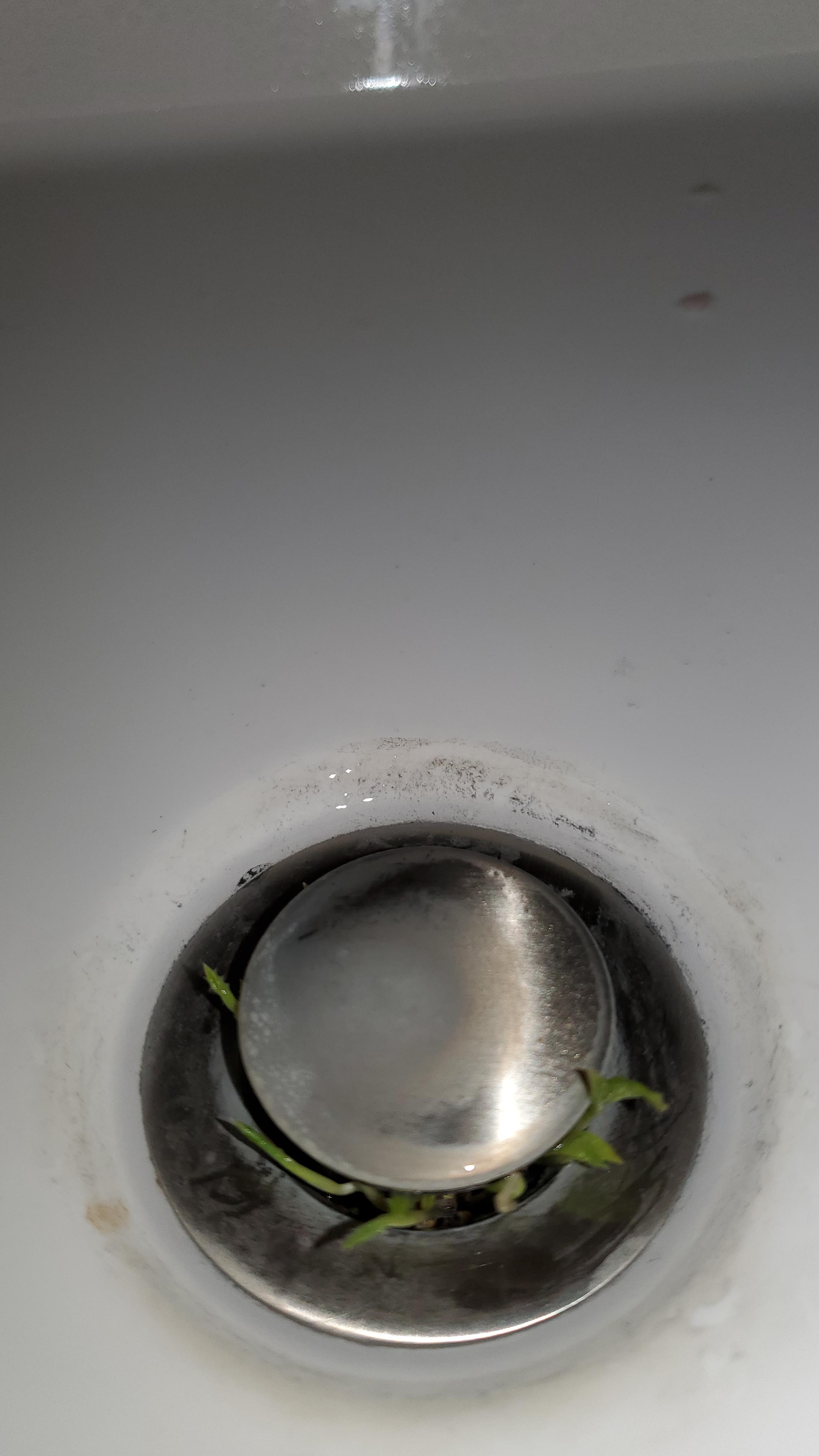 There is a plant growing in my bathroom sink r/mildlyinteresting