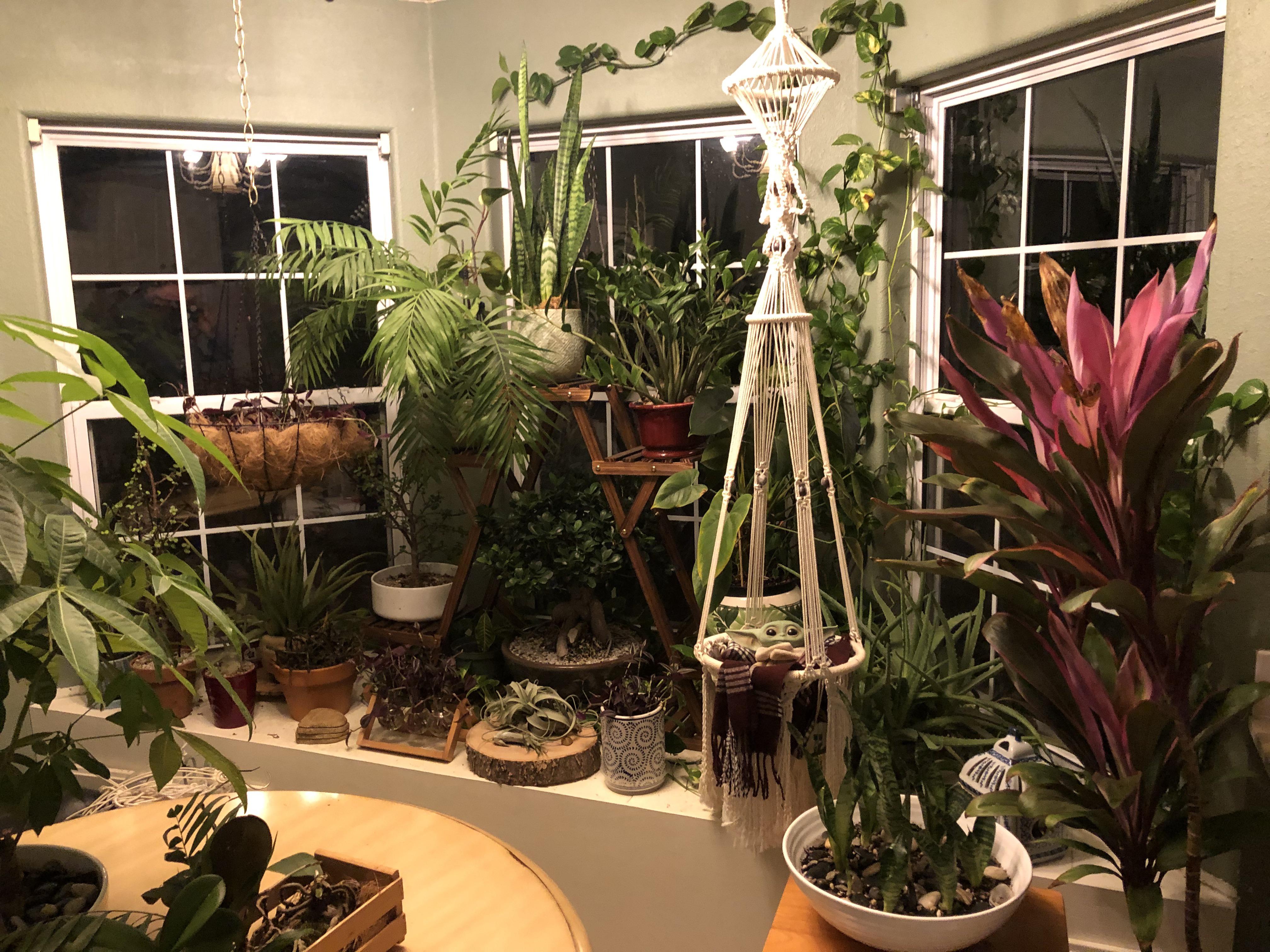 My new bay window setup. r/houseplants