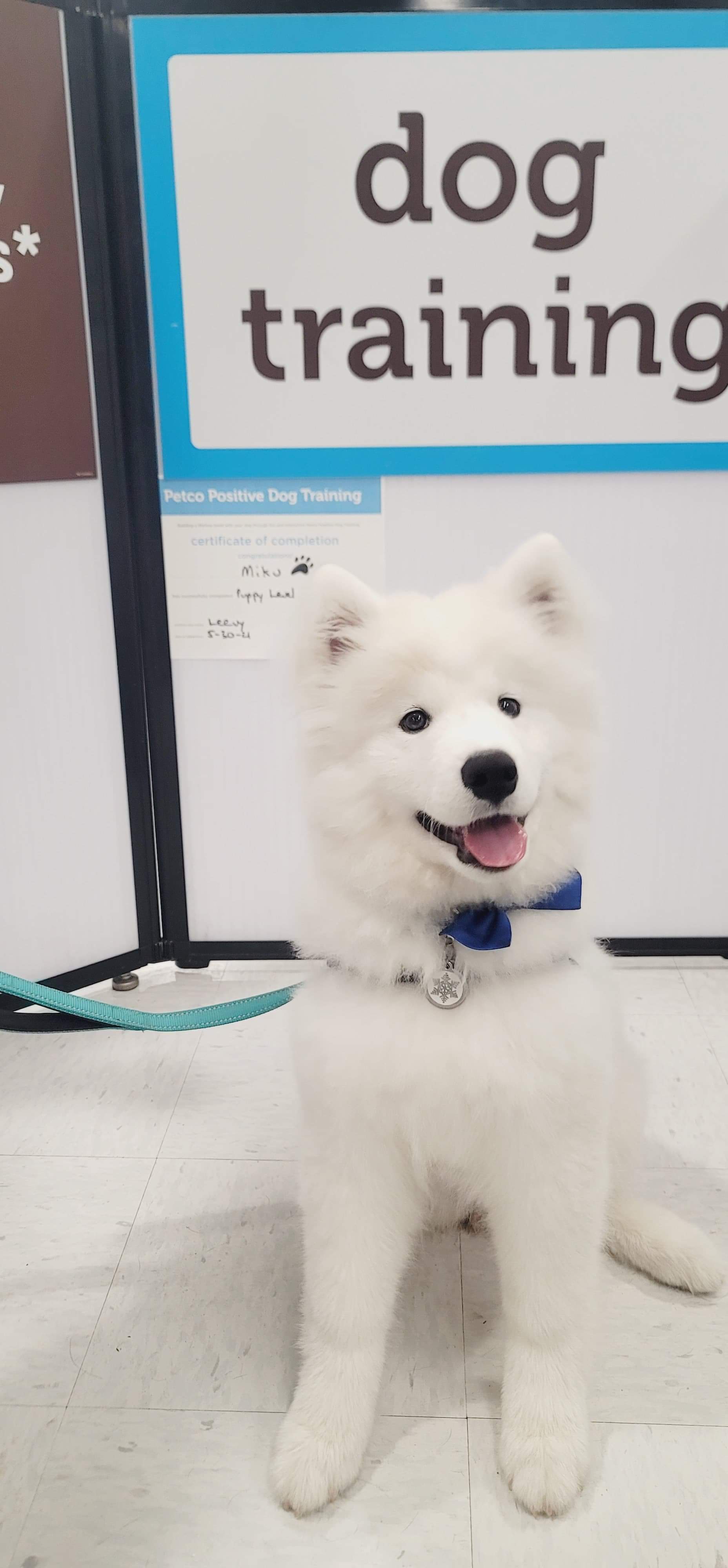This girl is happy to be continuing classes after graduating! r/samoyeds
