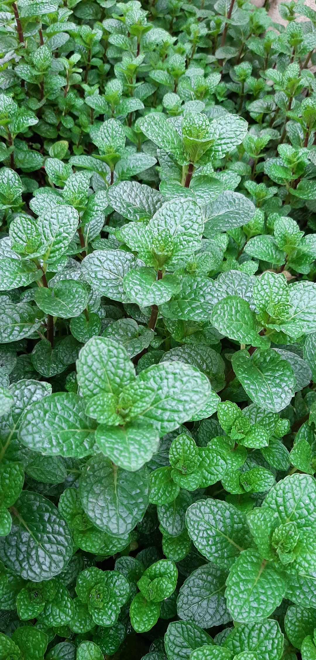 Mint r/gardening